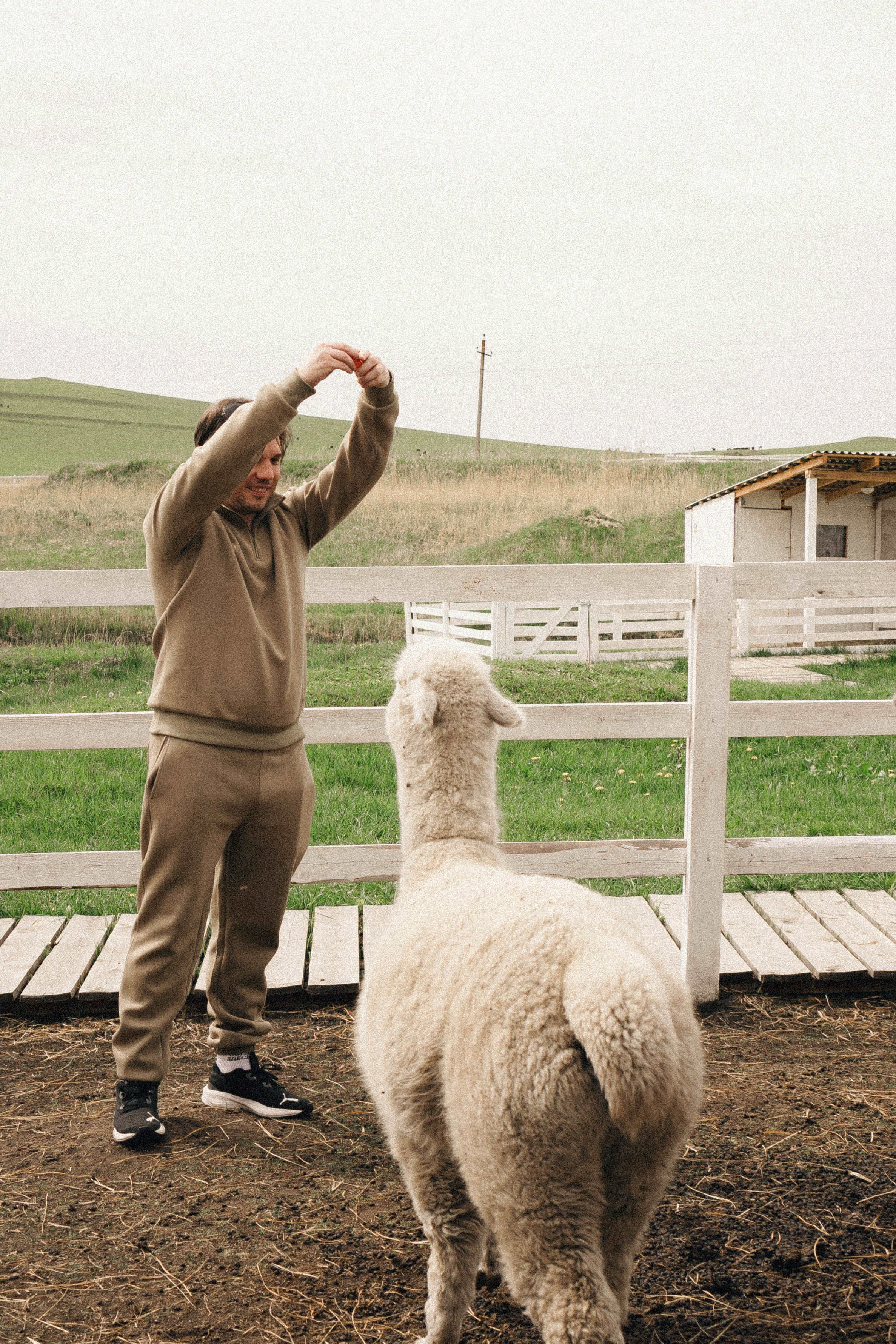 Ферма Альпак. Профессиональный фотограф, Санкт-Петербург — Виктория Богомолова