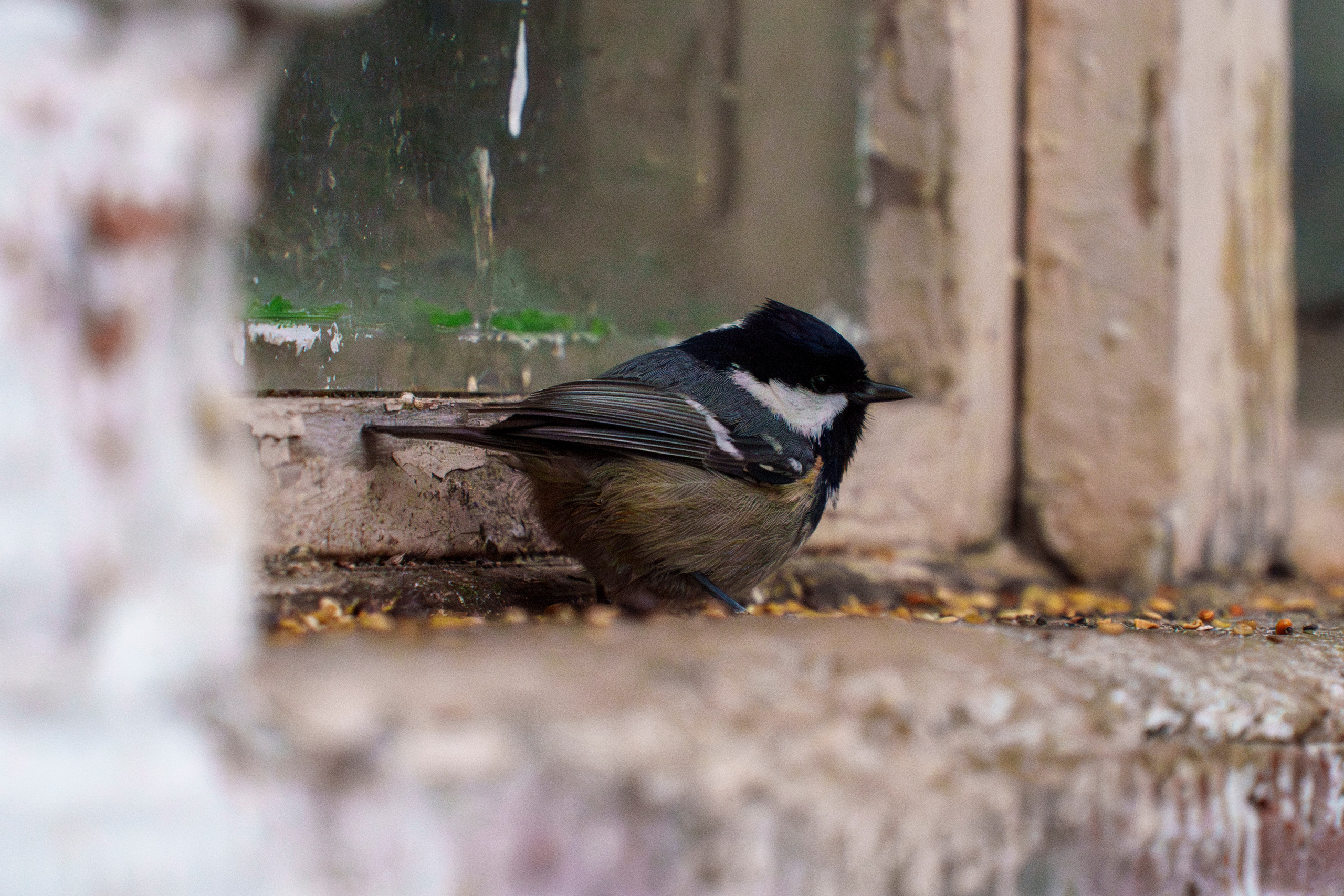 Animals — Животные