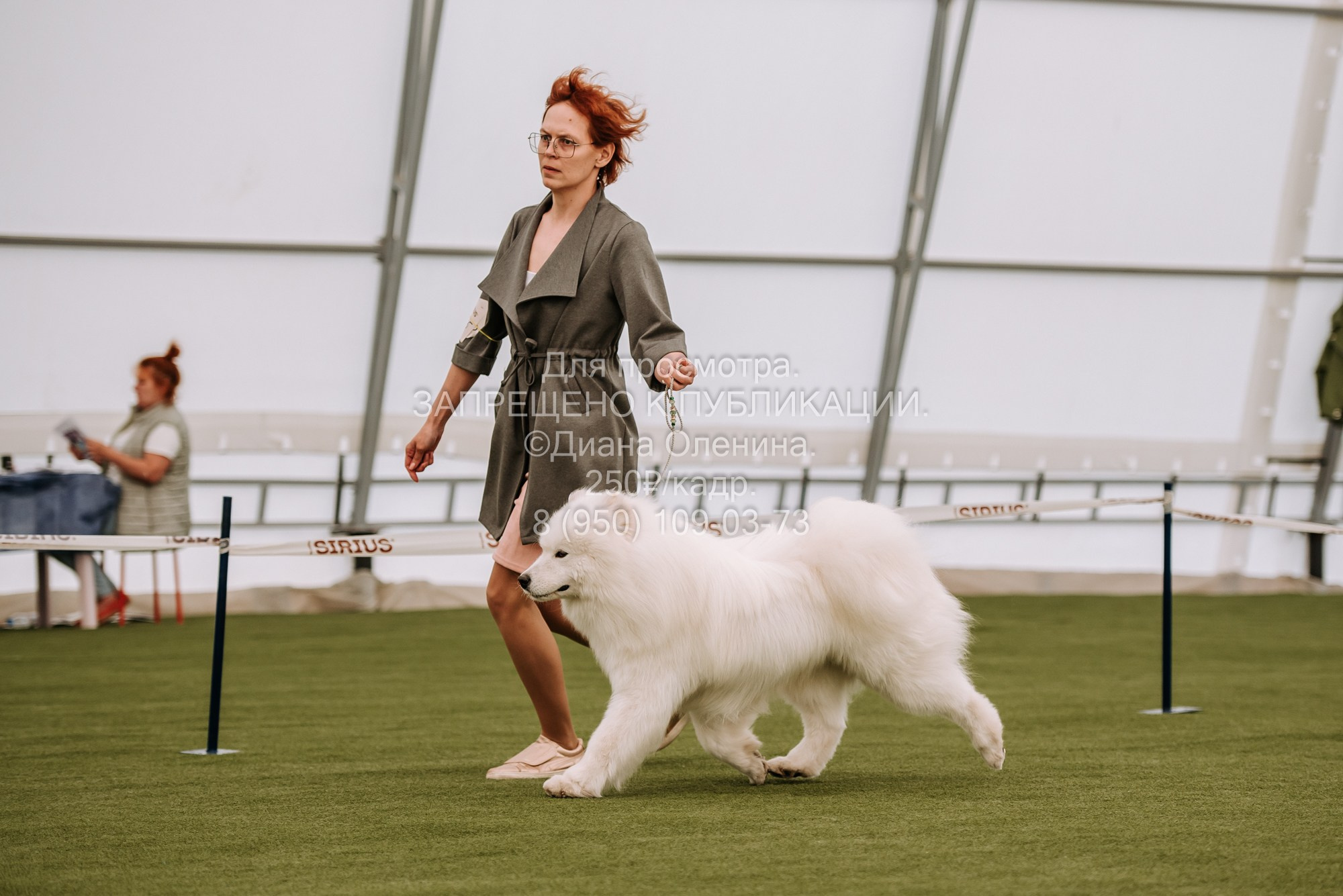 Выставка собак Красноярск 2.06. Фотограф Диана Оленина Красноярск / Братск