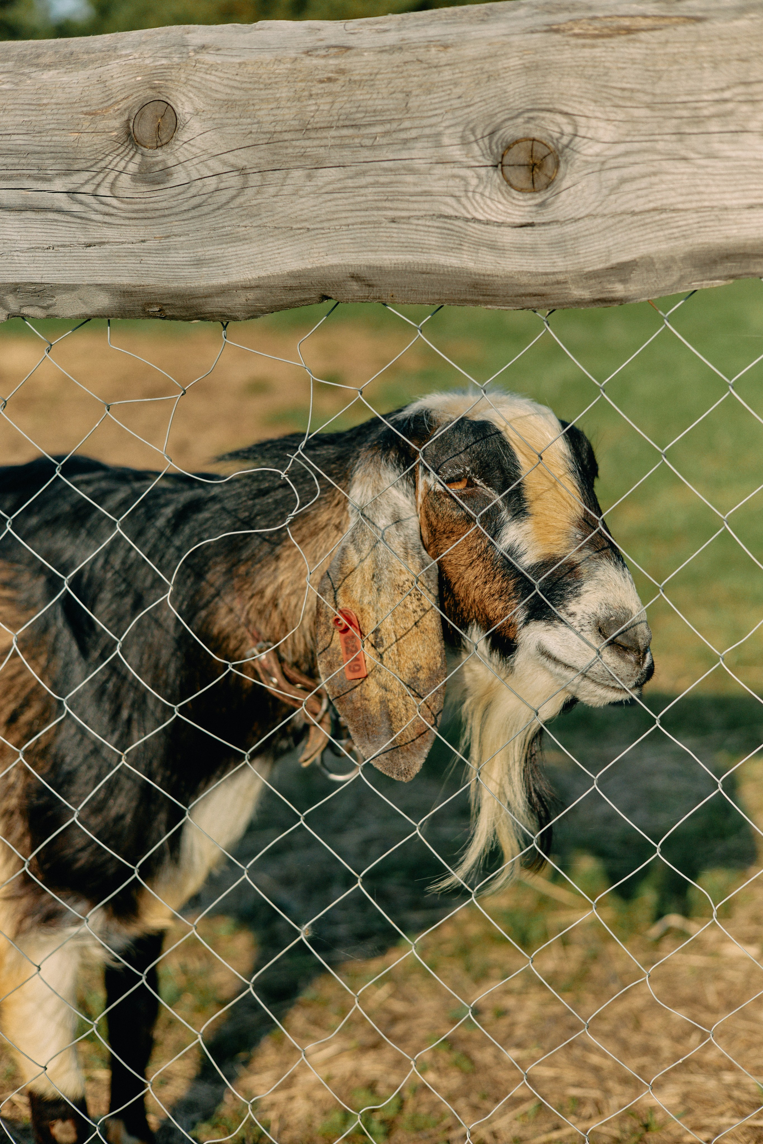Бутик-отель Поле летом. Профессиональный Фотограф во Владимире, в Москве и в Суздале — Полина Романычева