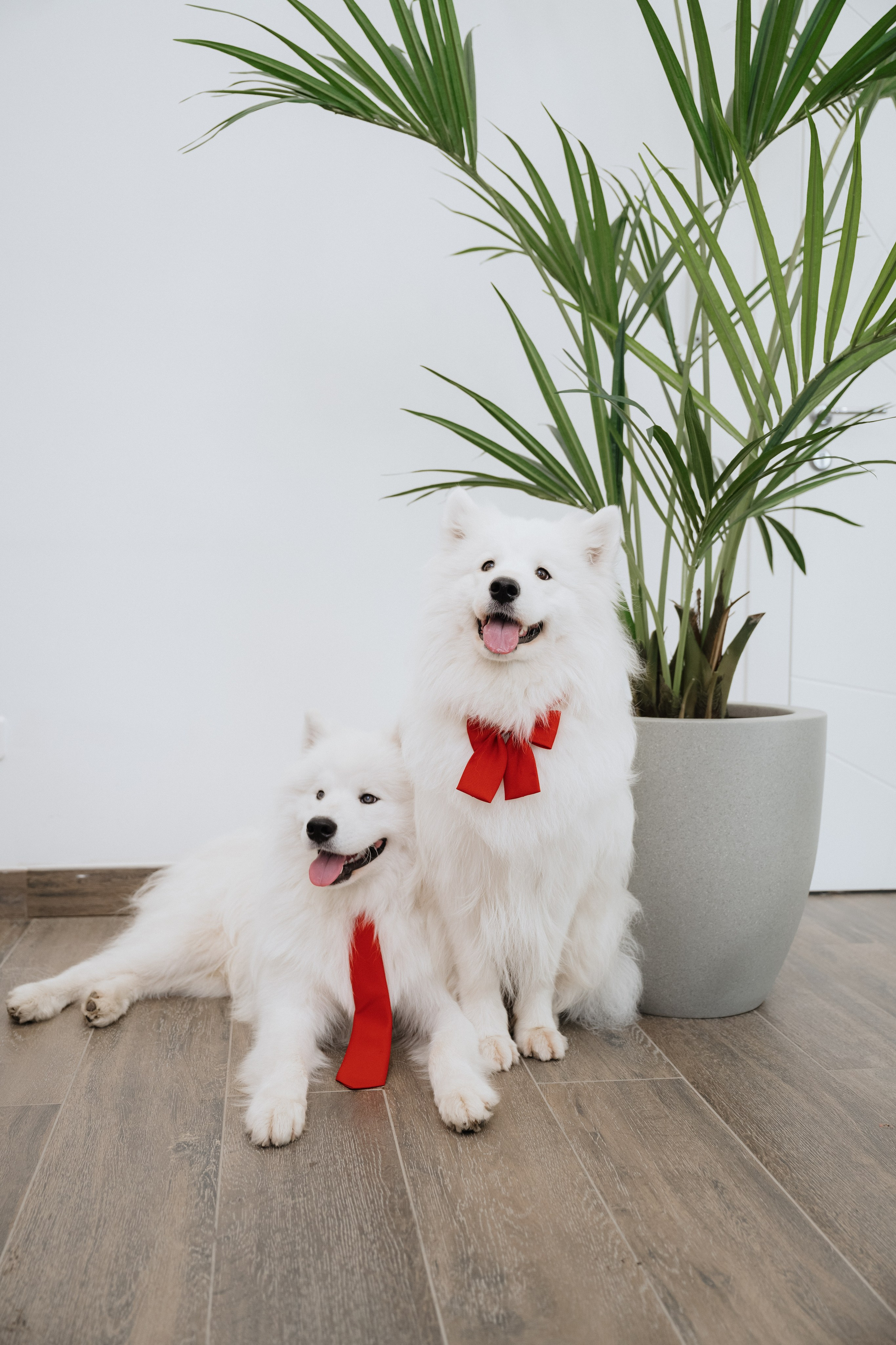 Новосибирск самоед 