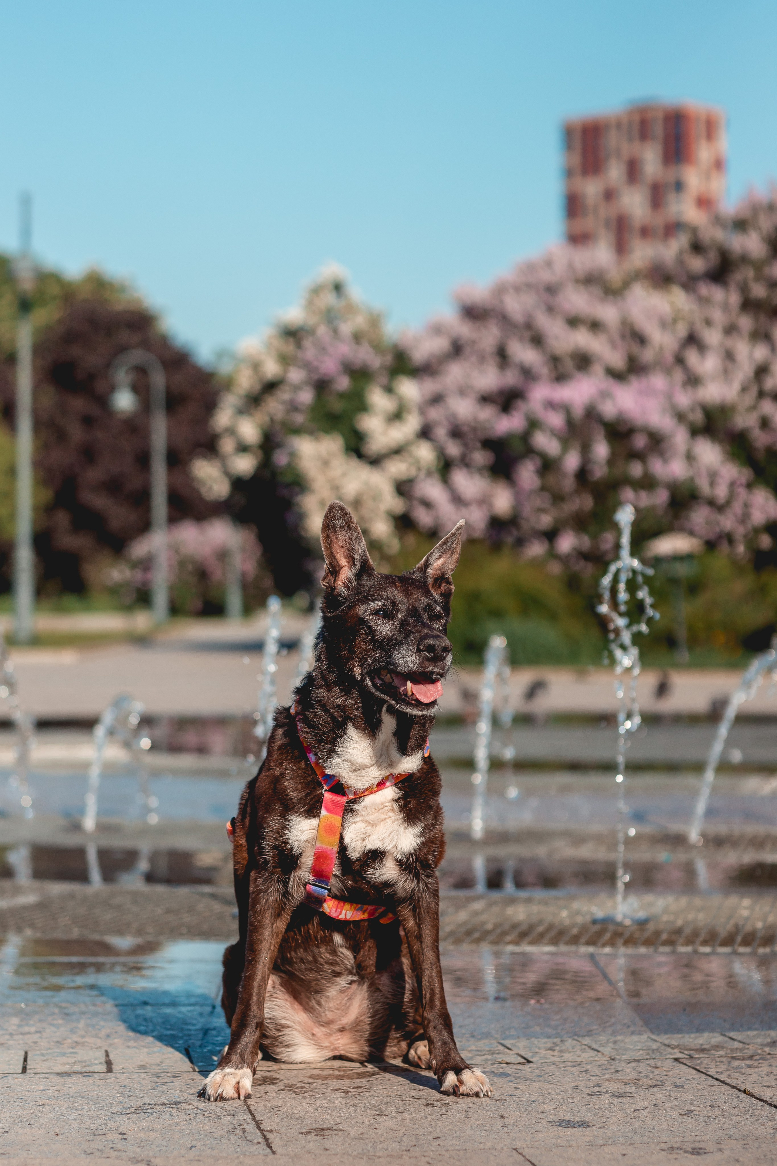 Ира, Альма и Белла. Семейный фотограф анималист Мария Крючкова