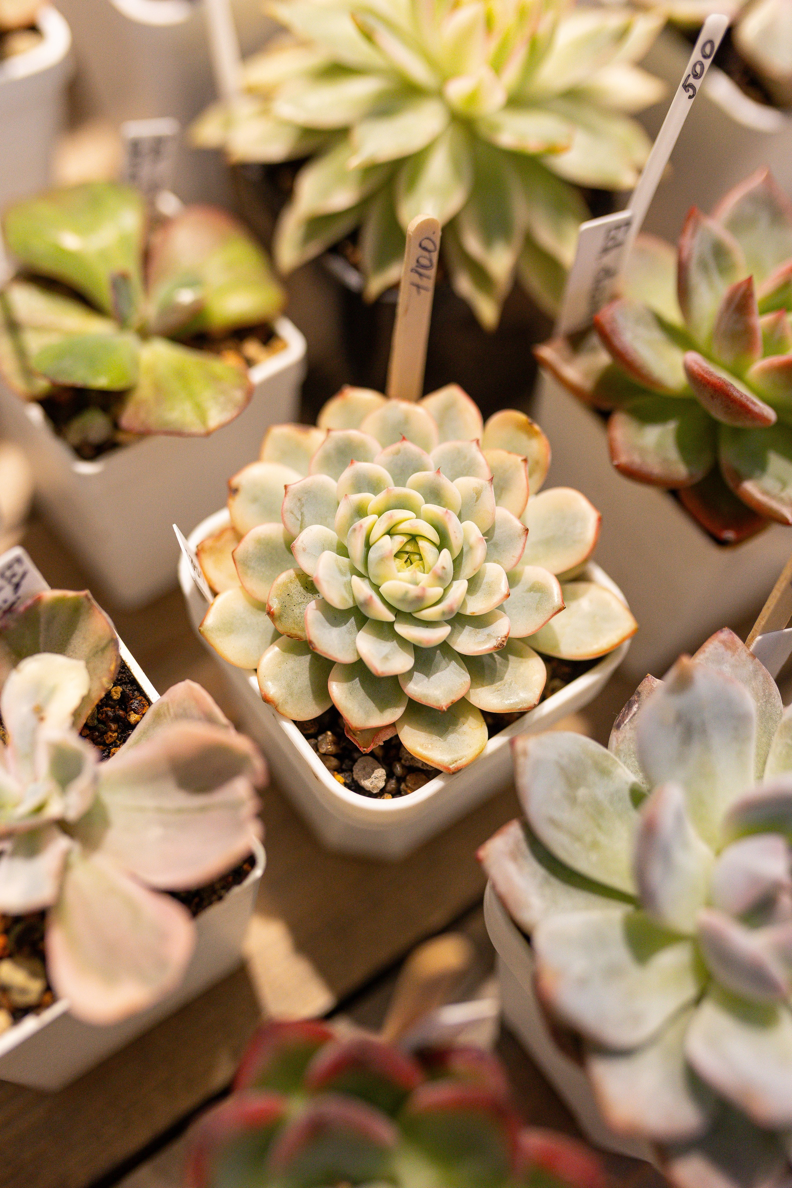 Ярмарка Green Rare 20.09.25. Александра Куликова фотограф, Москва