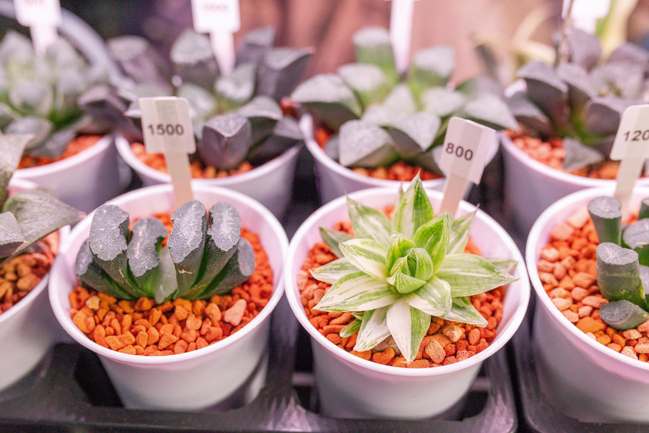 Орхидиум 12.2025. Александра Куликова фотограф, Москва