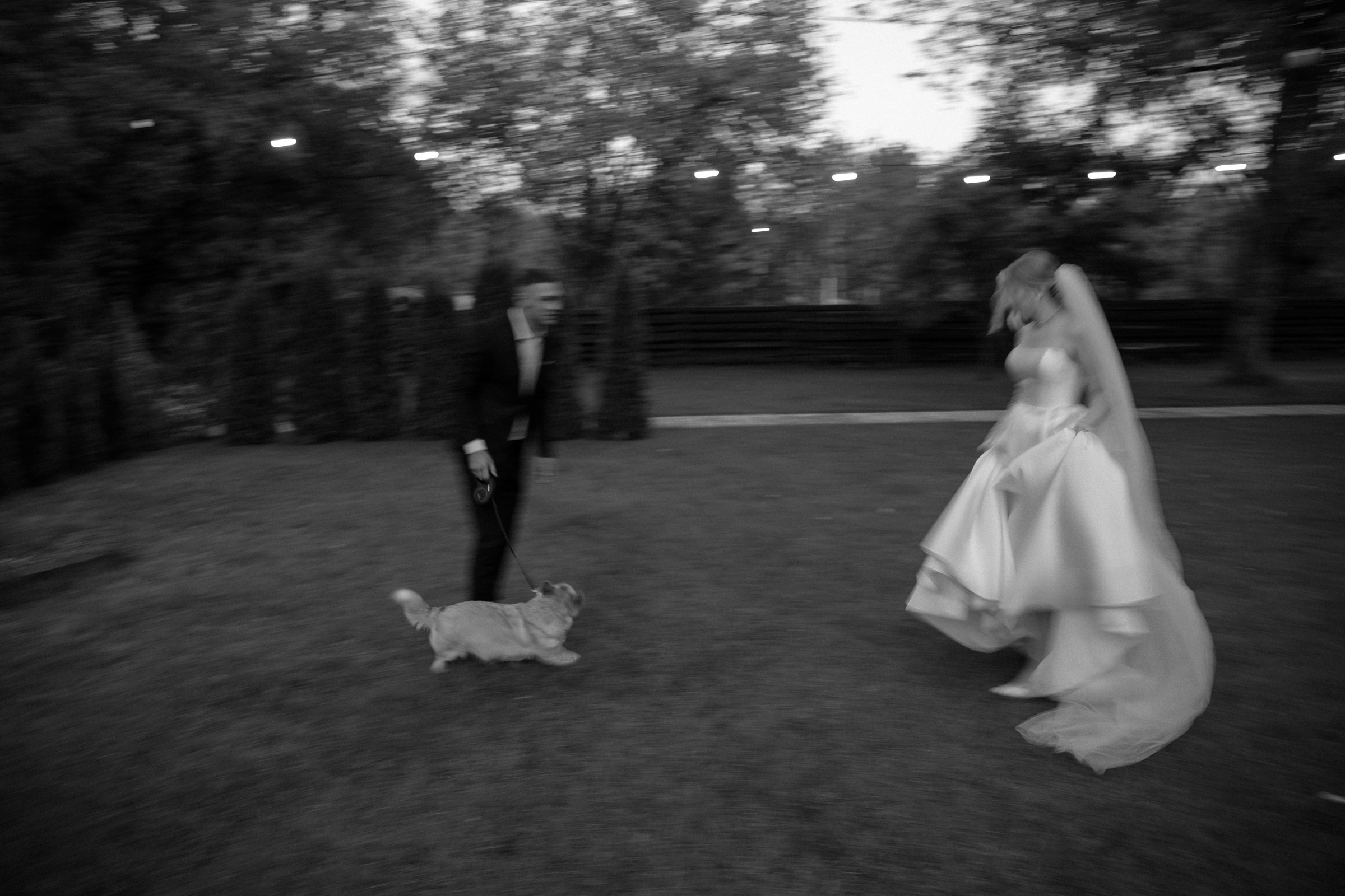 Свадьба пес и котики. Dima Lemeshevsky