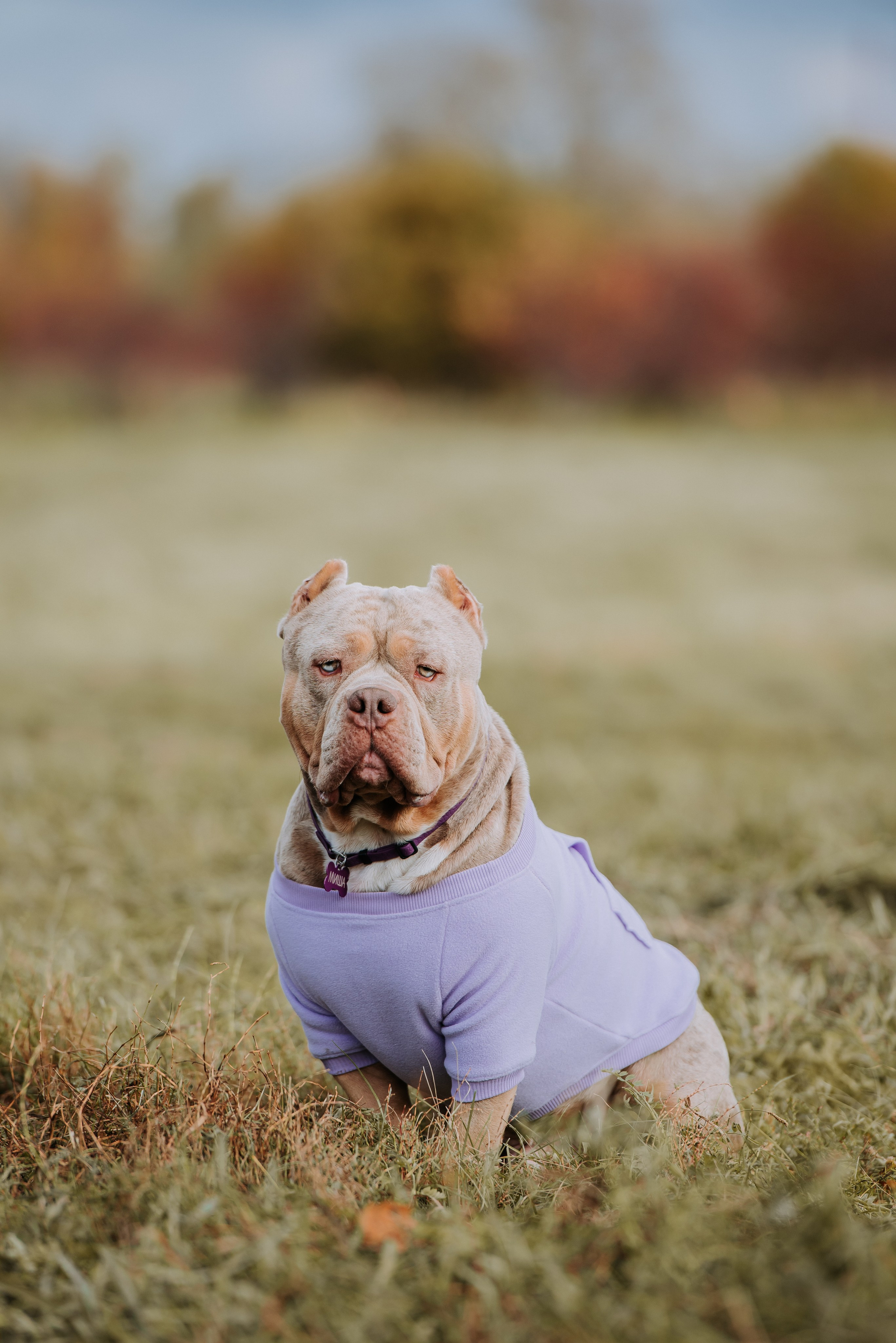 Фотопрогулка с питомцами. Фотограф Диана Оленина Красноярск / Братск