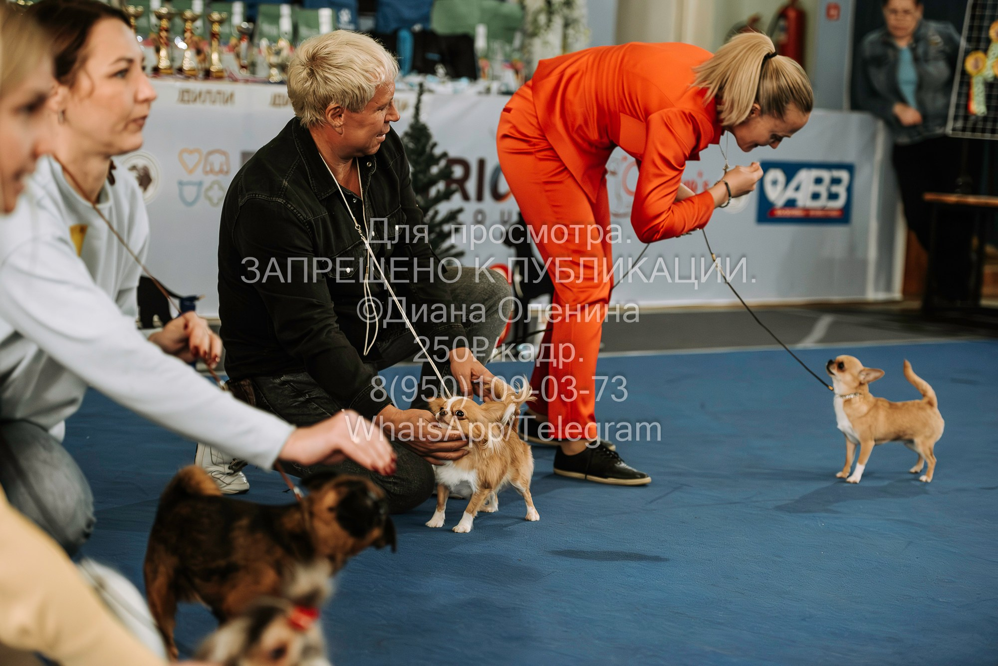 Выставка собак Красноярск 29.10.2023. Фотограф Диана Оленина Красноярск / Братск