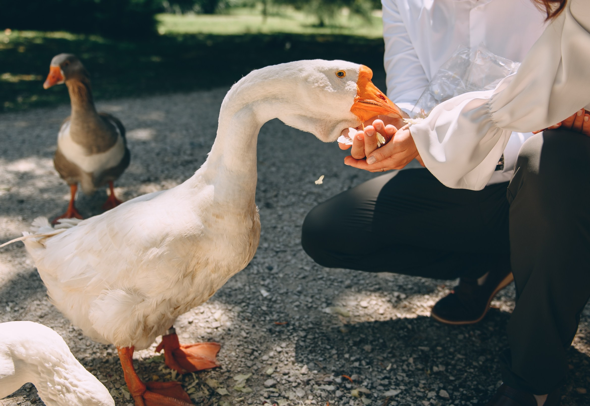 Южные Культуры, Сириус. Свадебный и семейный фотограф София Невская