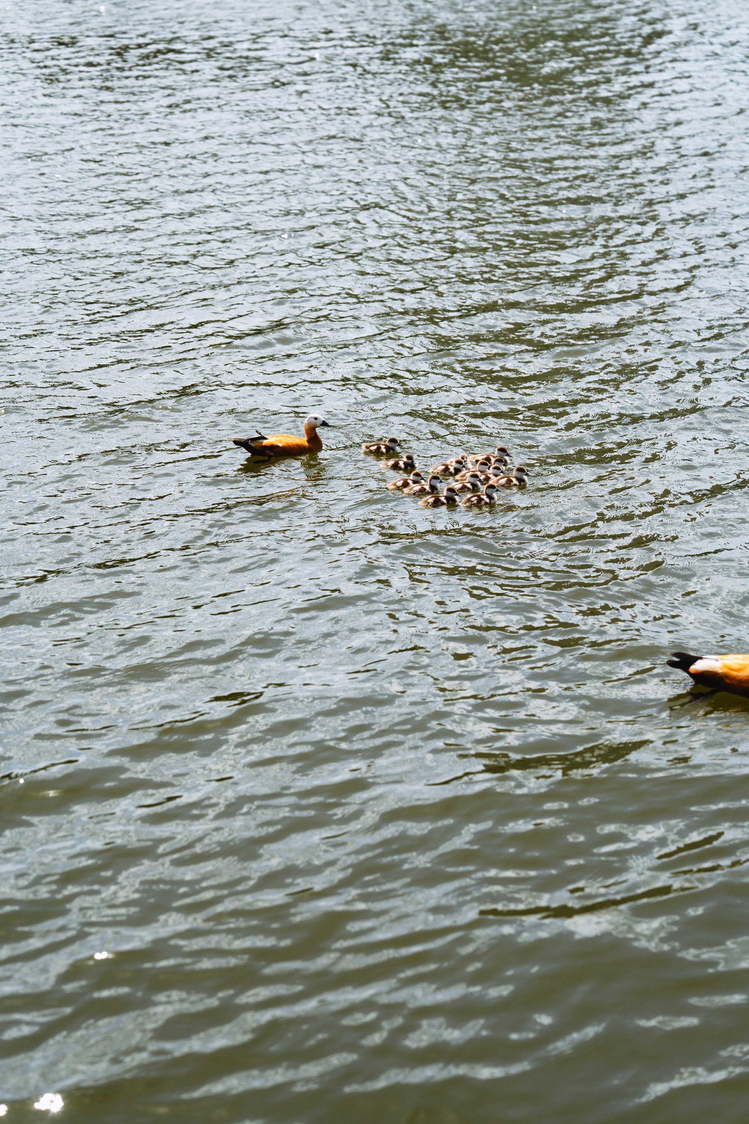 D&L. Фотограф Москва. Екатерина Дударевич