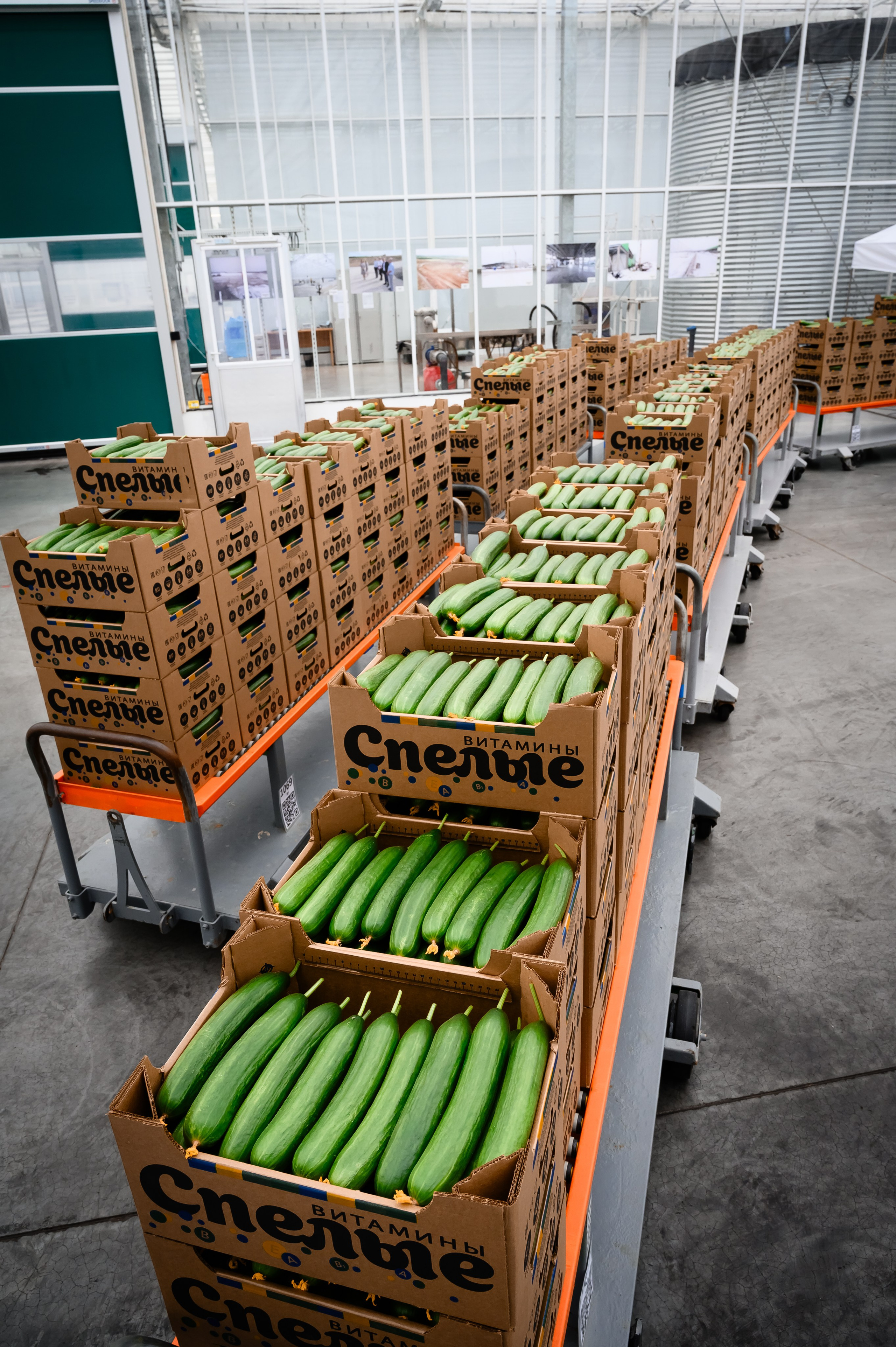 Тепличный комплекс «ПЕРМСКИЙ»