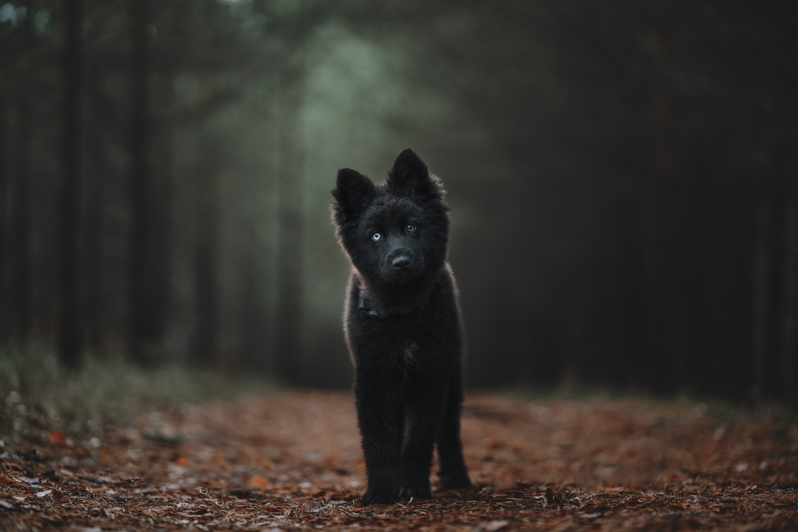 Джанго. Фотограф анималист Осипчикова Мария