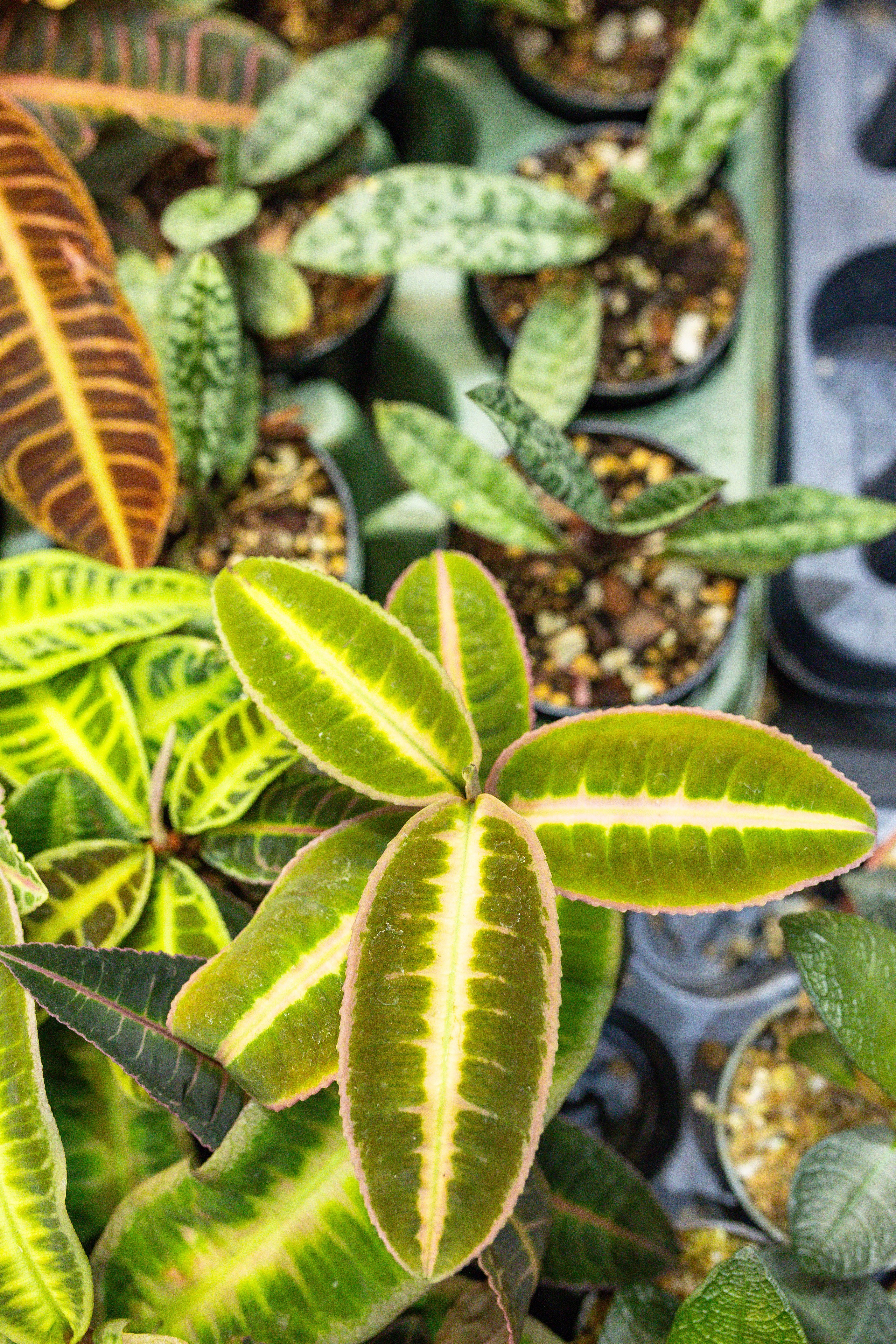 Орхидиум сентябрь 2025. Александра Куликова фотограф, Москва