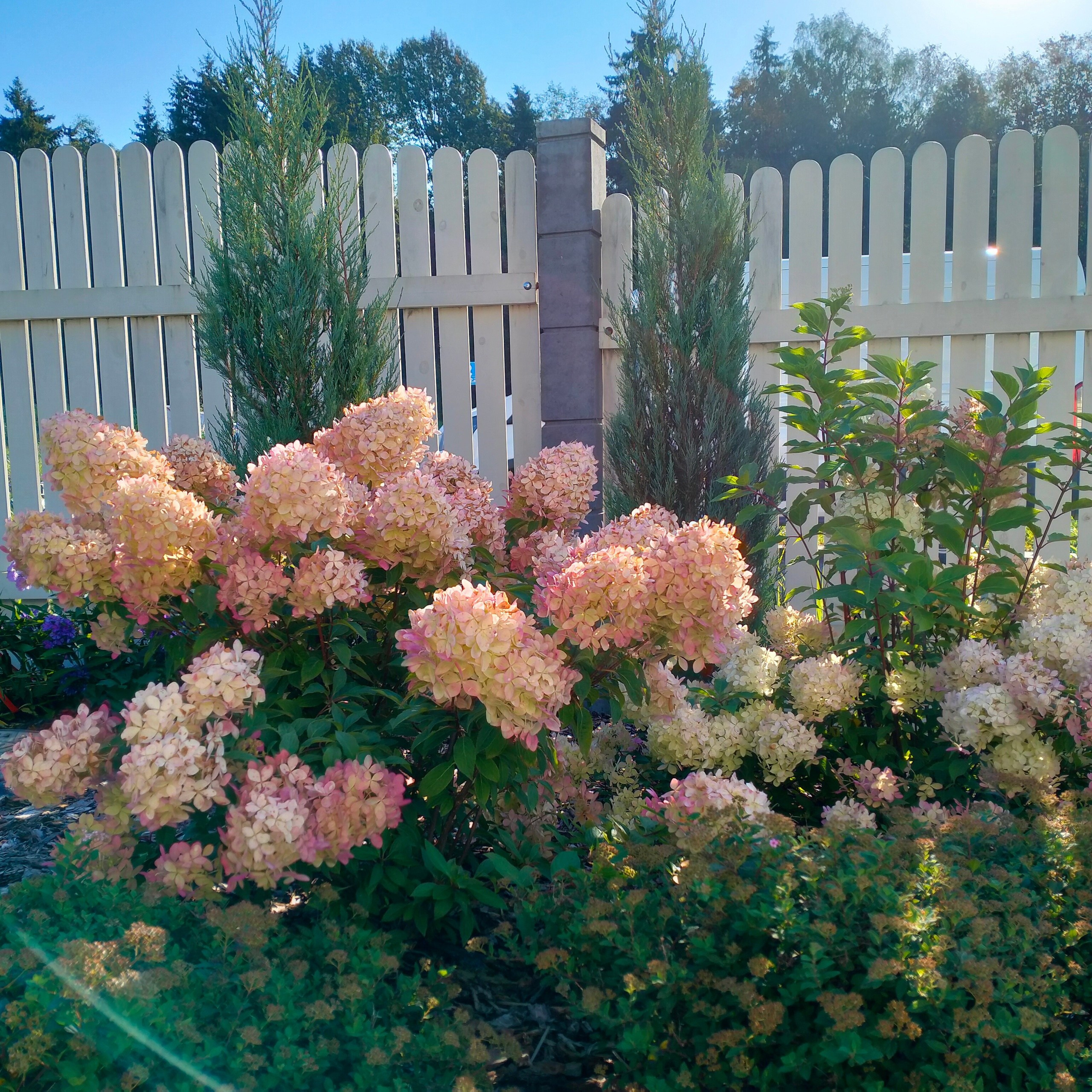 Сад за сезон. Дизайнер интерьера, Санкт-Петербург