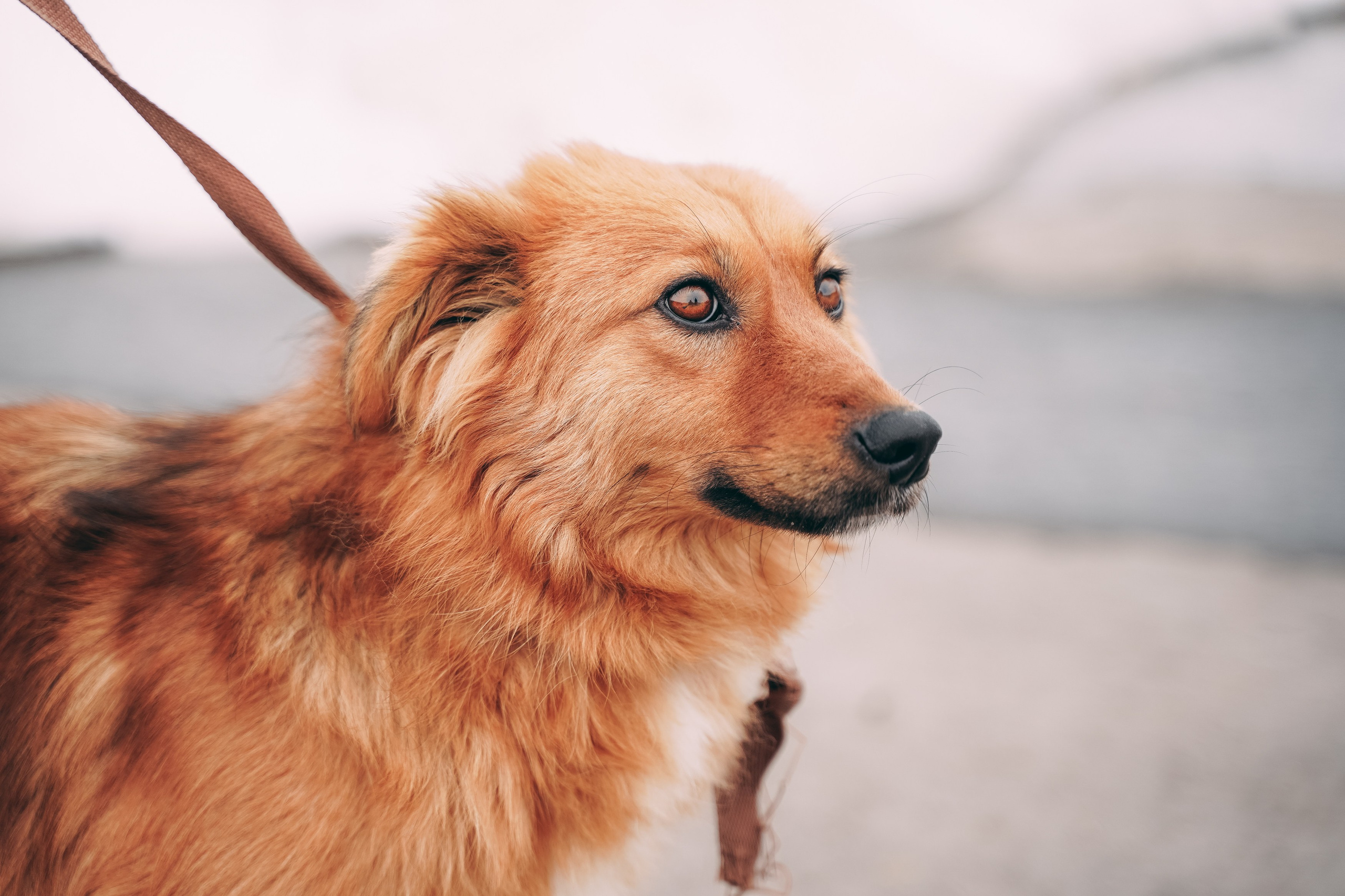 Съемка для благотворительного фонда «Дог 24». Фотограф-анималист, портретный фотограф в Чебоксарах Мария Садыкова