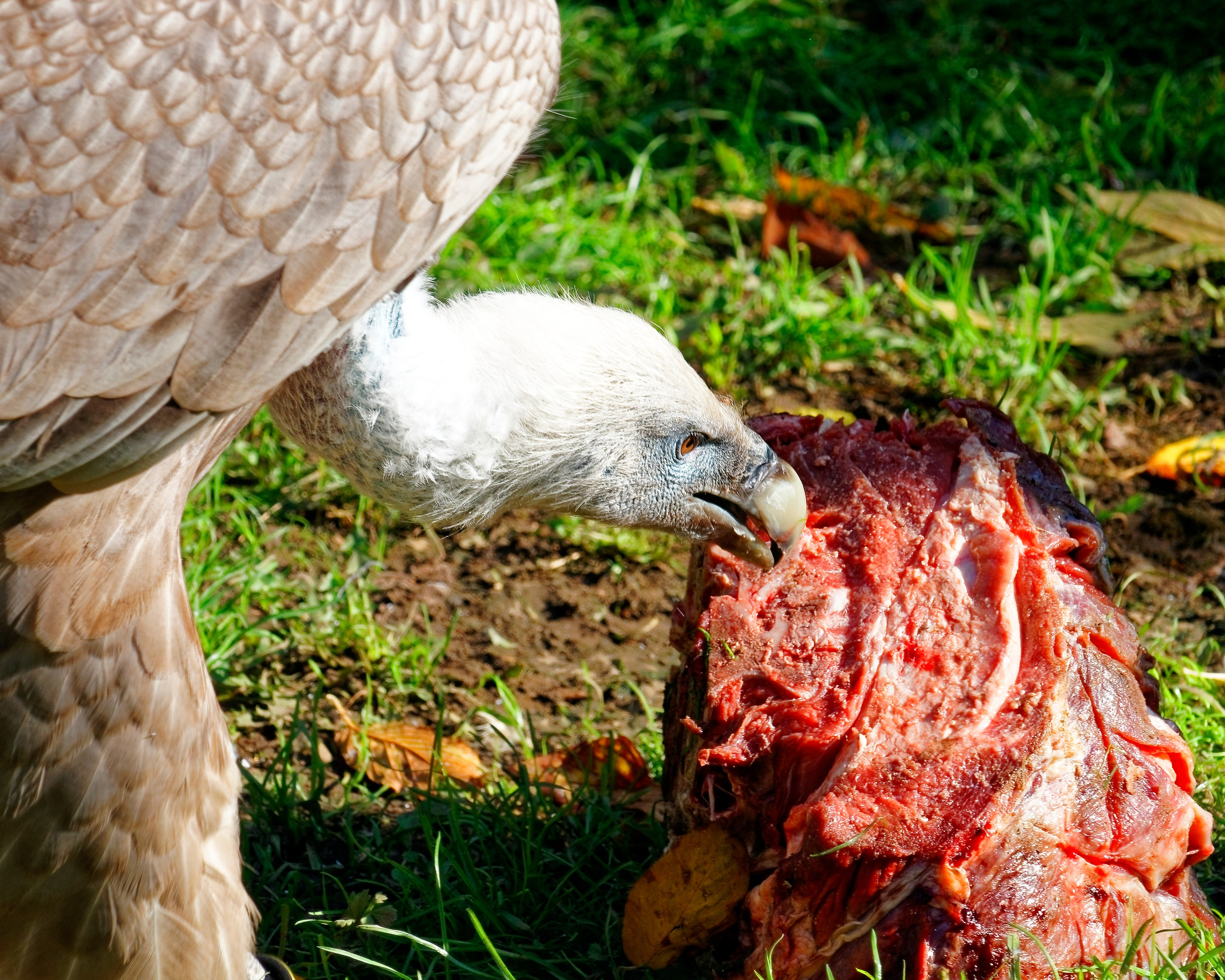 МОСКОВСКИЙ ЗООПАРК. Фотограф Владимир Роля