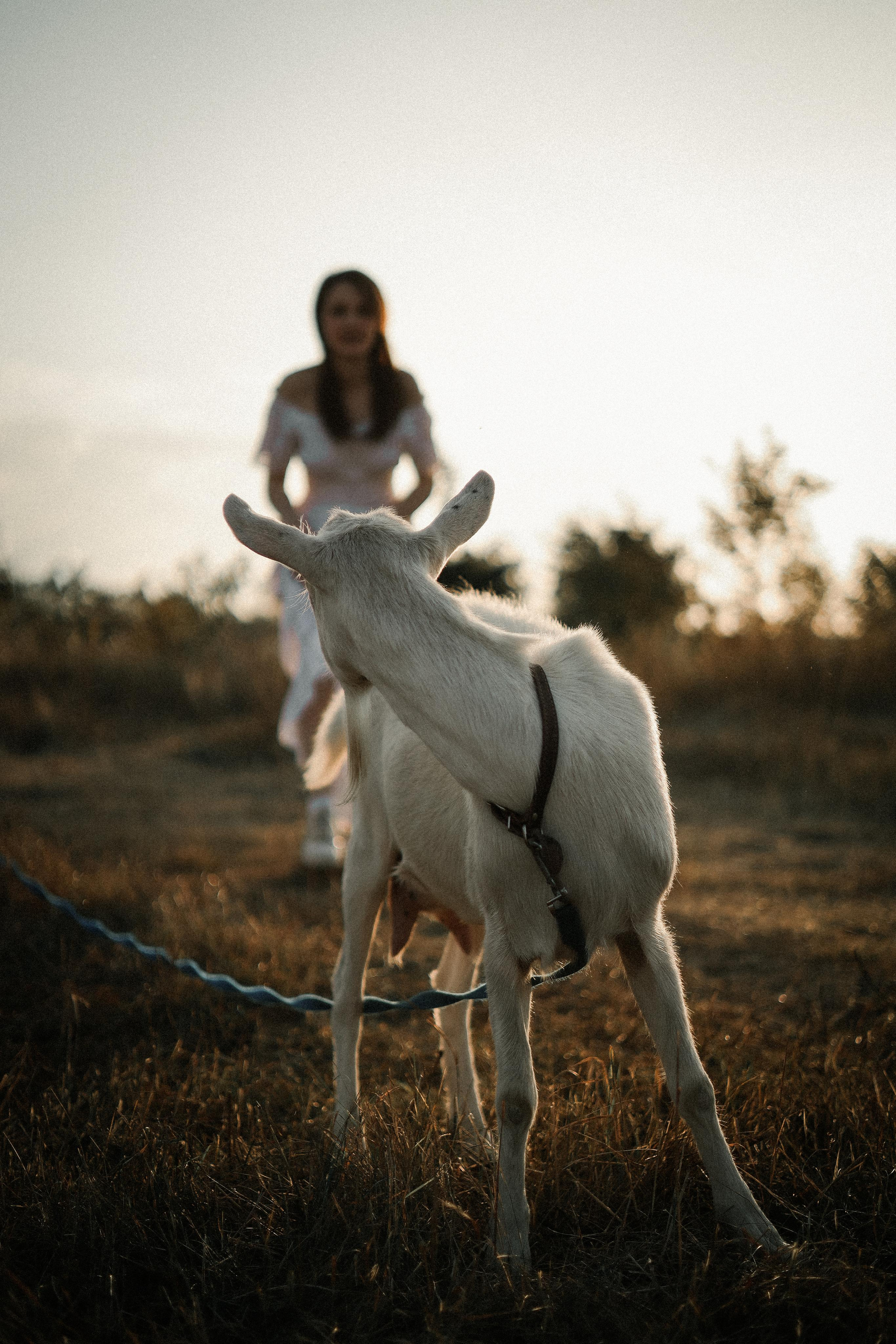 Пафосная съемка, ню. Евгения Волошина Фотограф Москва / Белгород