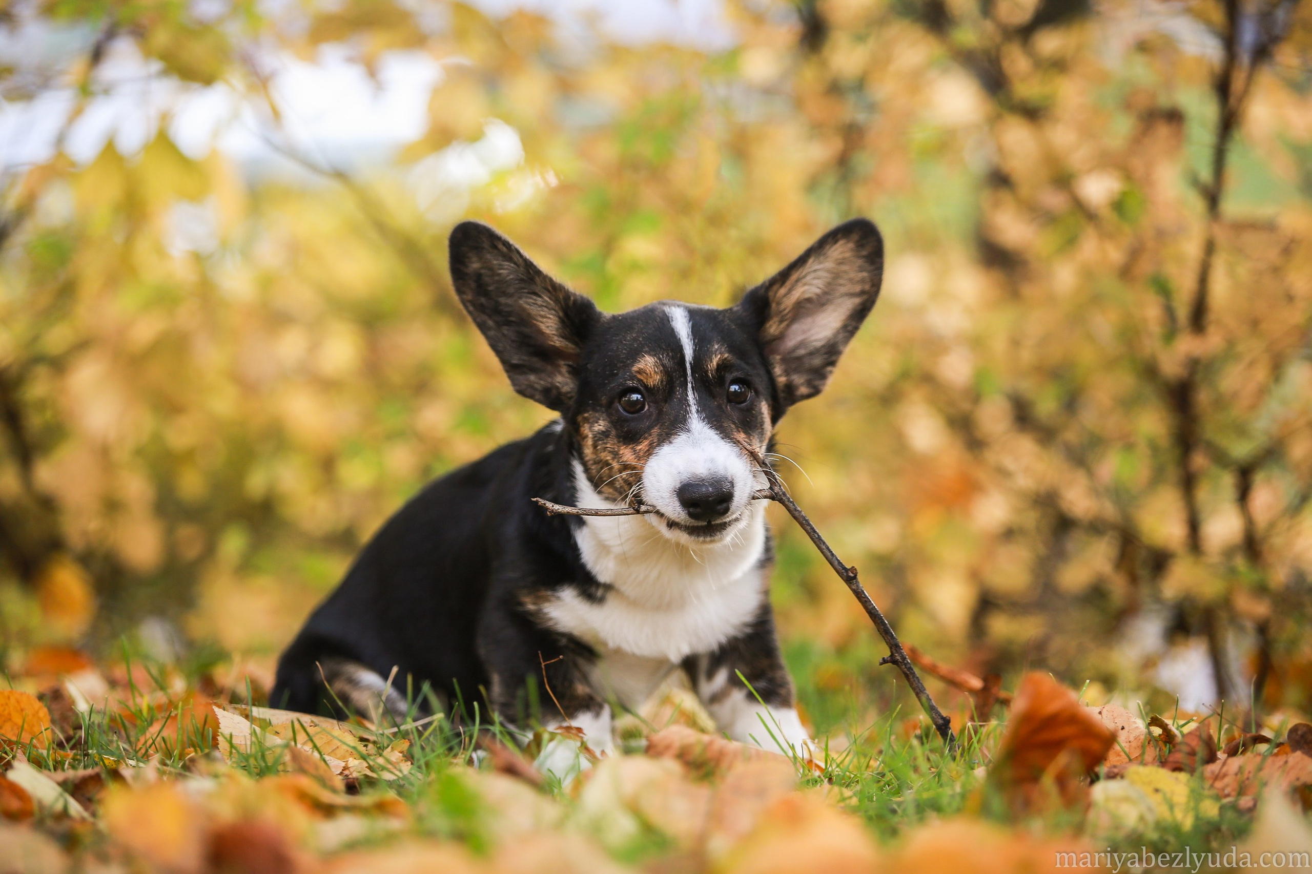 Щенки. Семейный и детский фотограф в Москве Мария Быкова