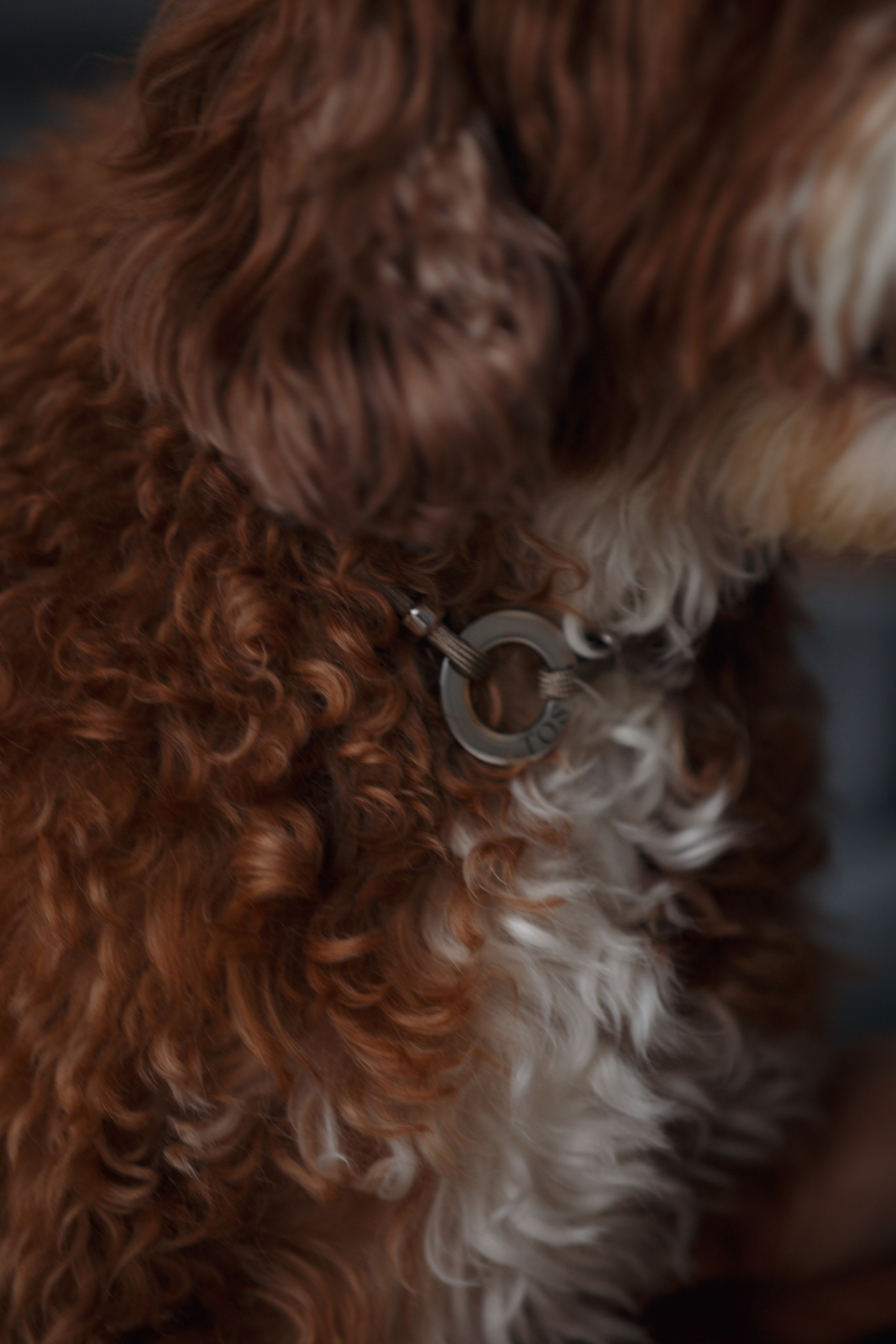 Bmbh лежанки и адресники. Фотограф анималист Кристина Карпова, Москва