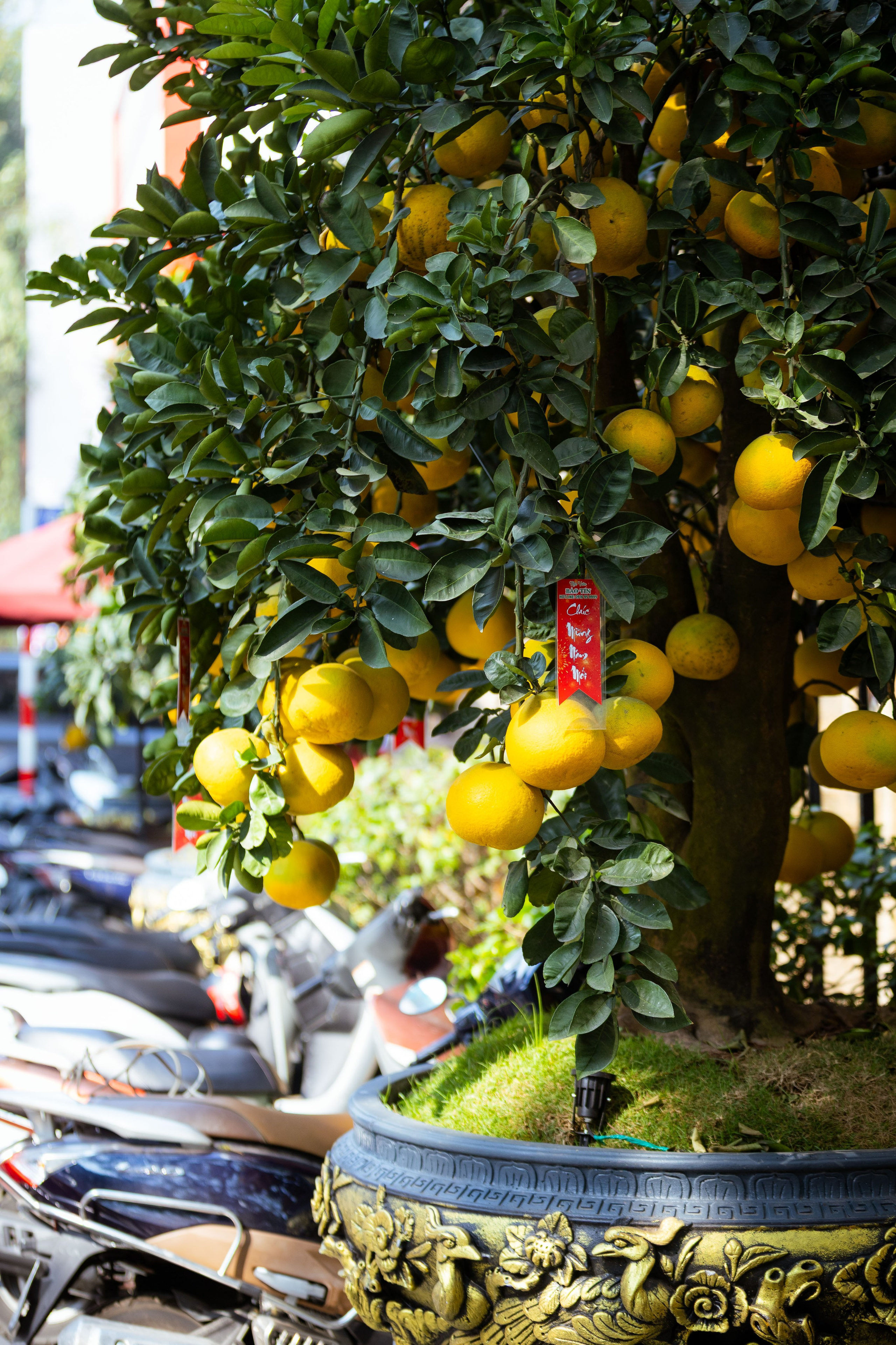 Вьетнам (зима 2025-2026). Фотограф Виноградов Константин