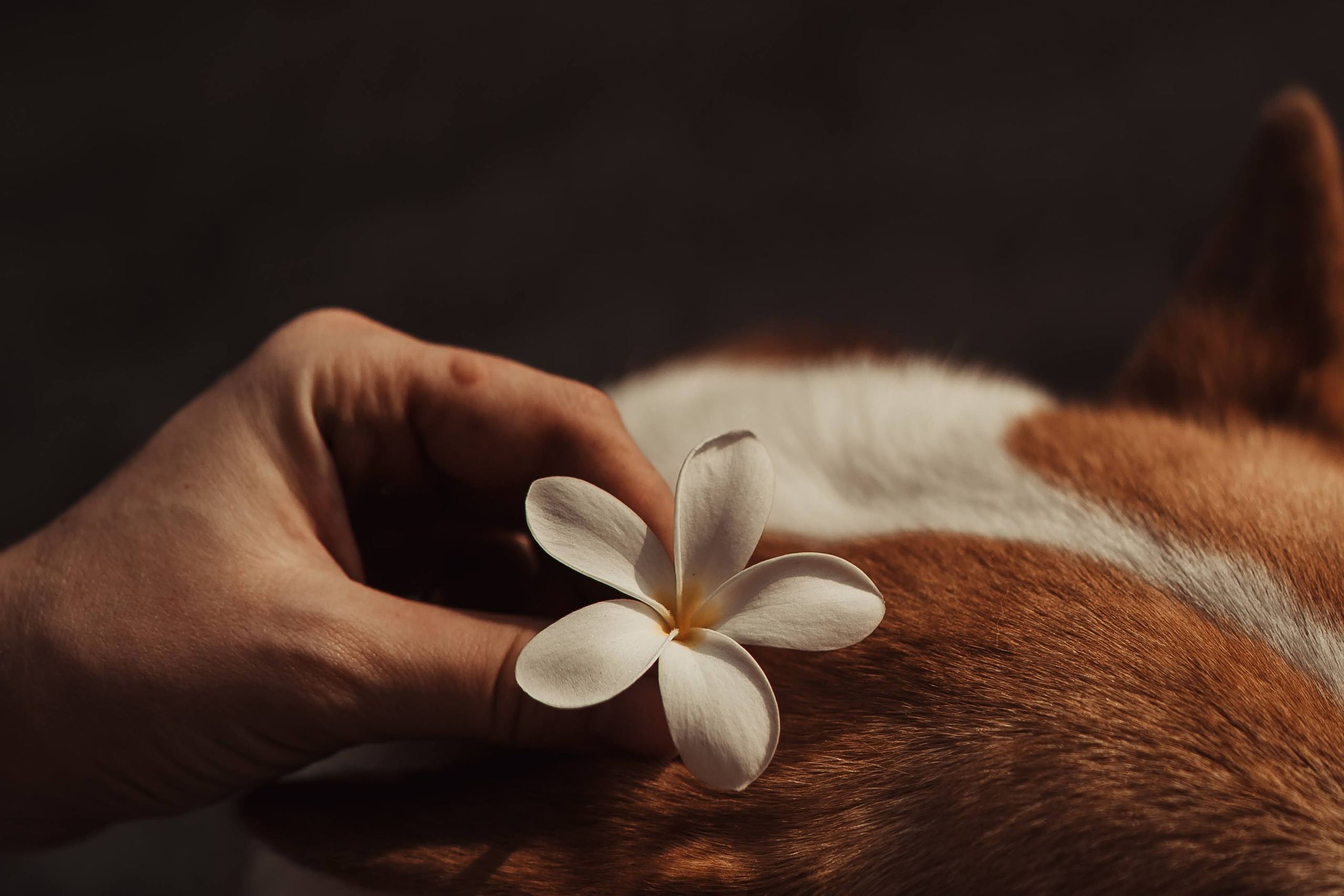 Real moments between people and their dogs