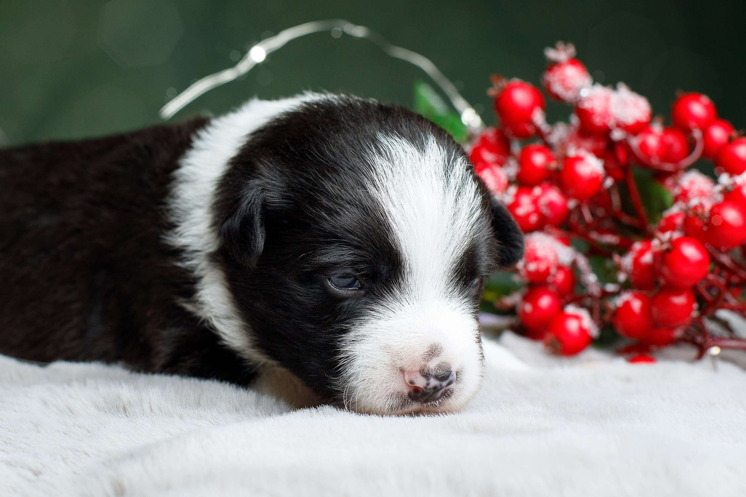Студийная ньюборн съемка помета бордер-колли. Фотограф-анималист в Москве и Московской области Татьяна Фролова