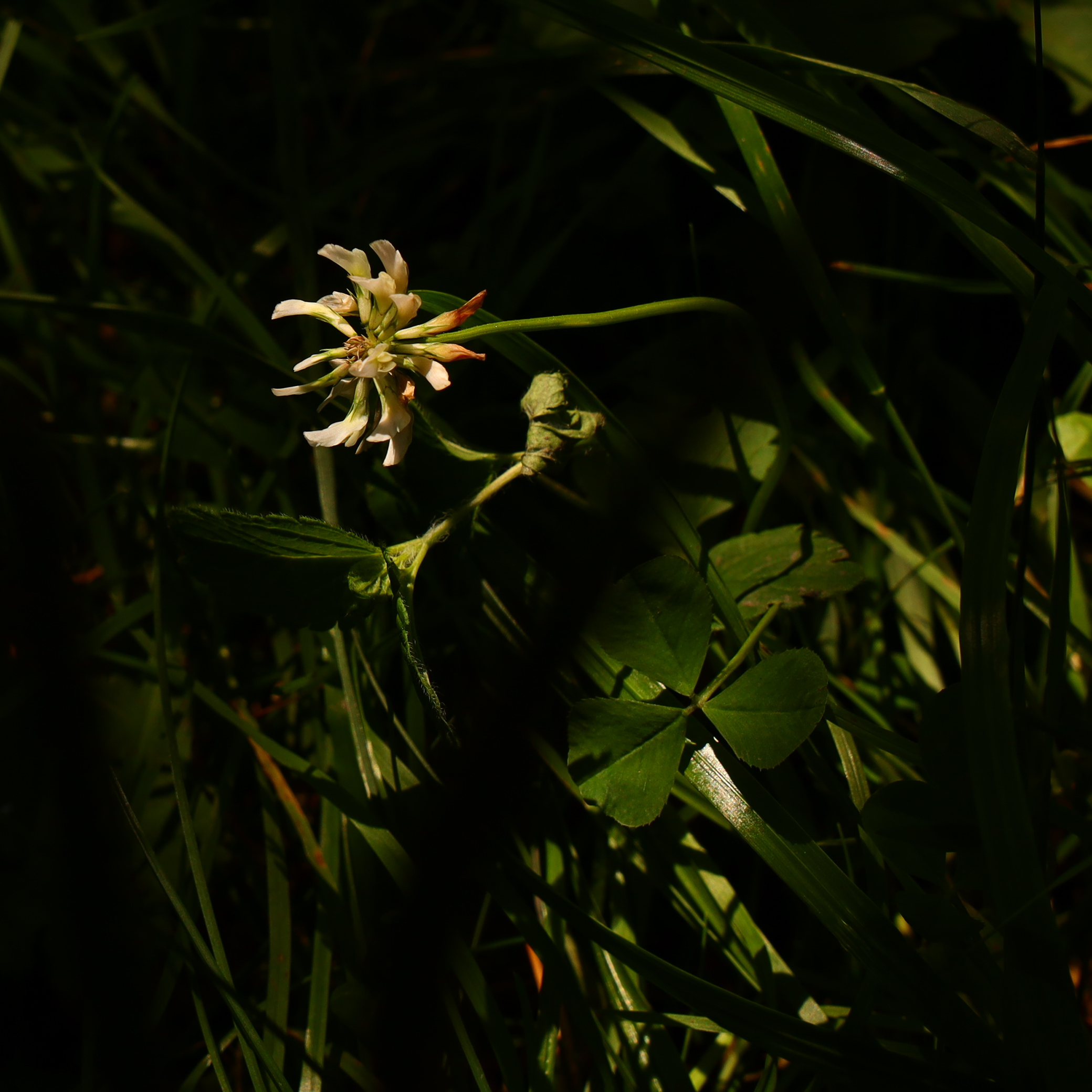 Summer hike. Фотограф/дизайнер в Екатеринбурге Хитрый Дмитрий