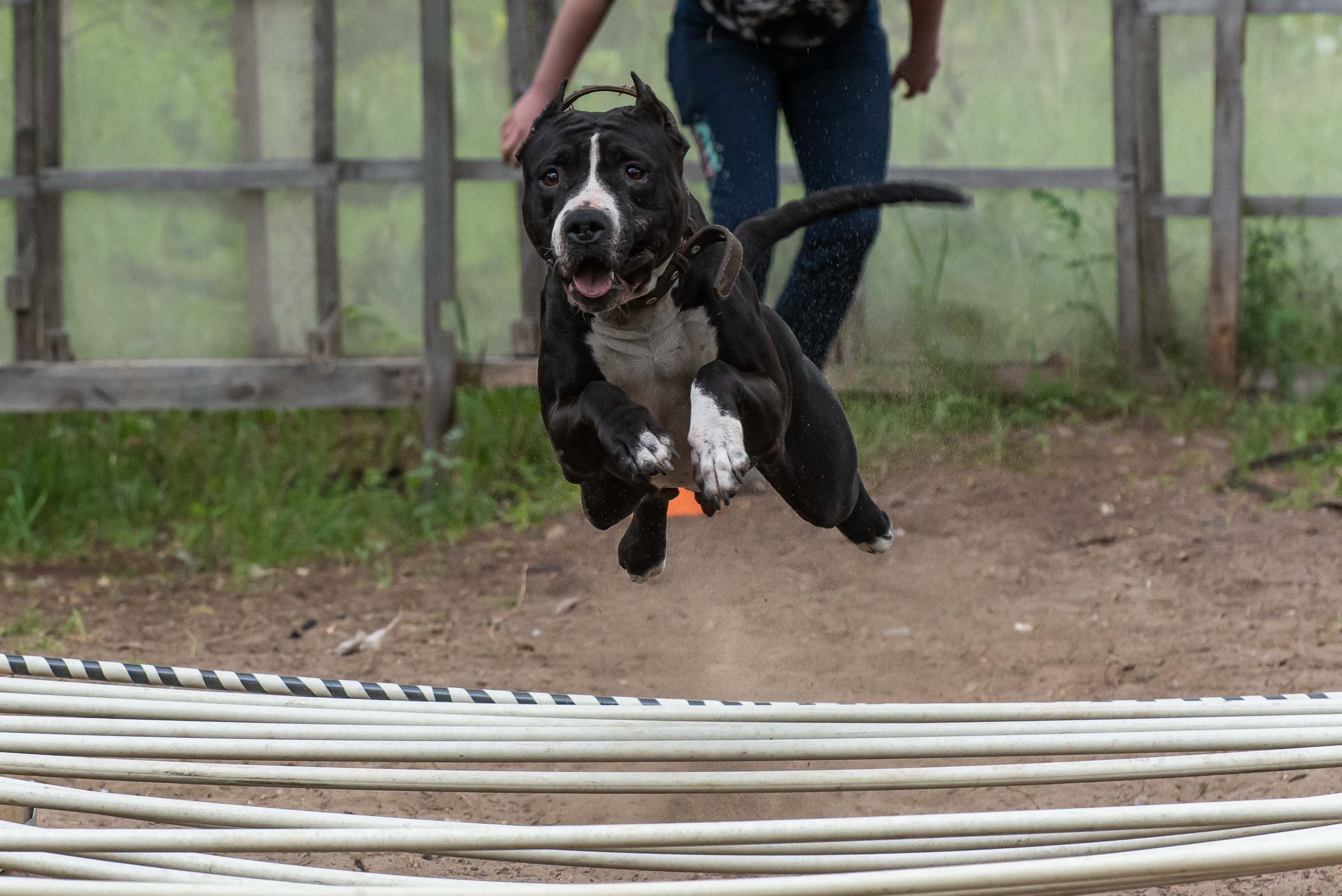 Спортивный фотограф анималист Пит-Стафф многоборье. Фотограф Макс Огурцов в Нижнем Новгороде