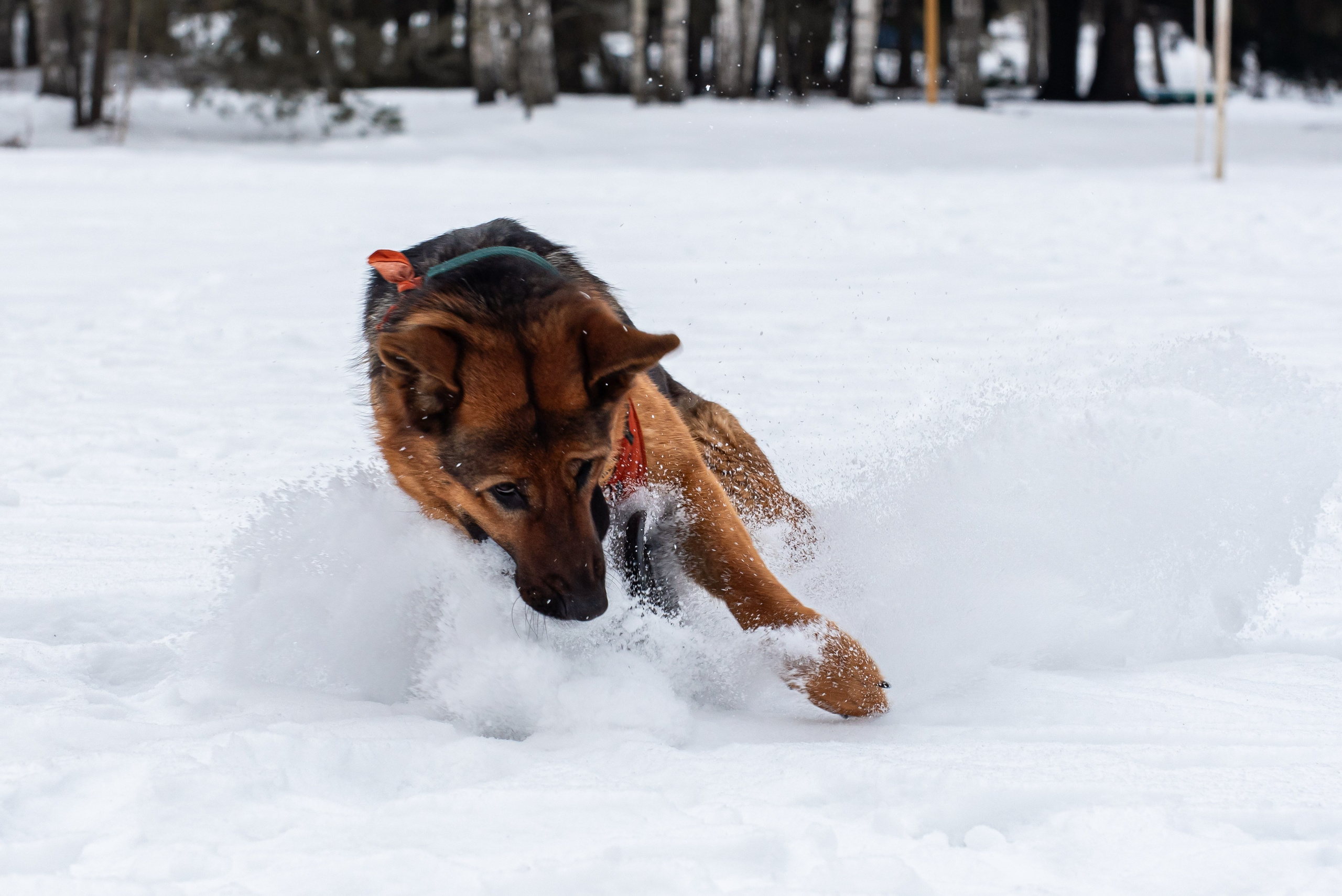 Фотосъёмка с собаками в Кинологическом лагере. Фотограф Макс Огурцов в Нижнем Новгороде