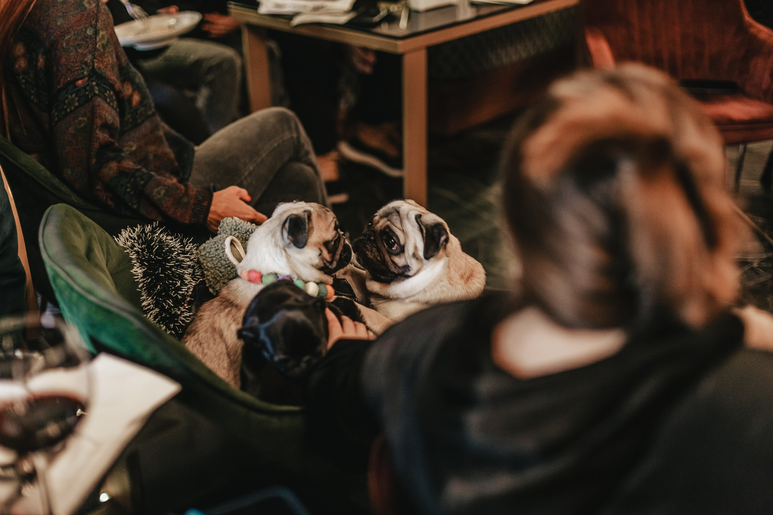 Мопсовстреча 02.12.2023. Фотограф-анималист Татьяна Степанова