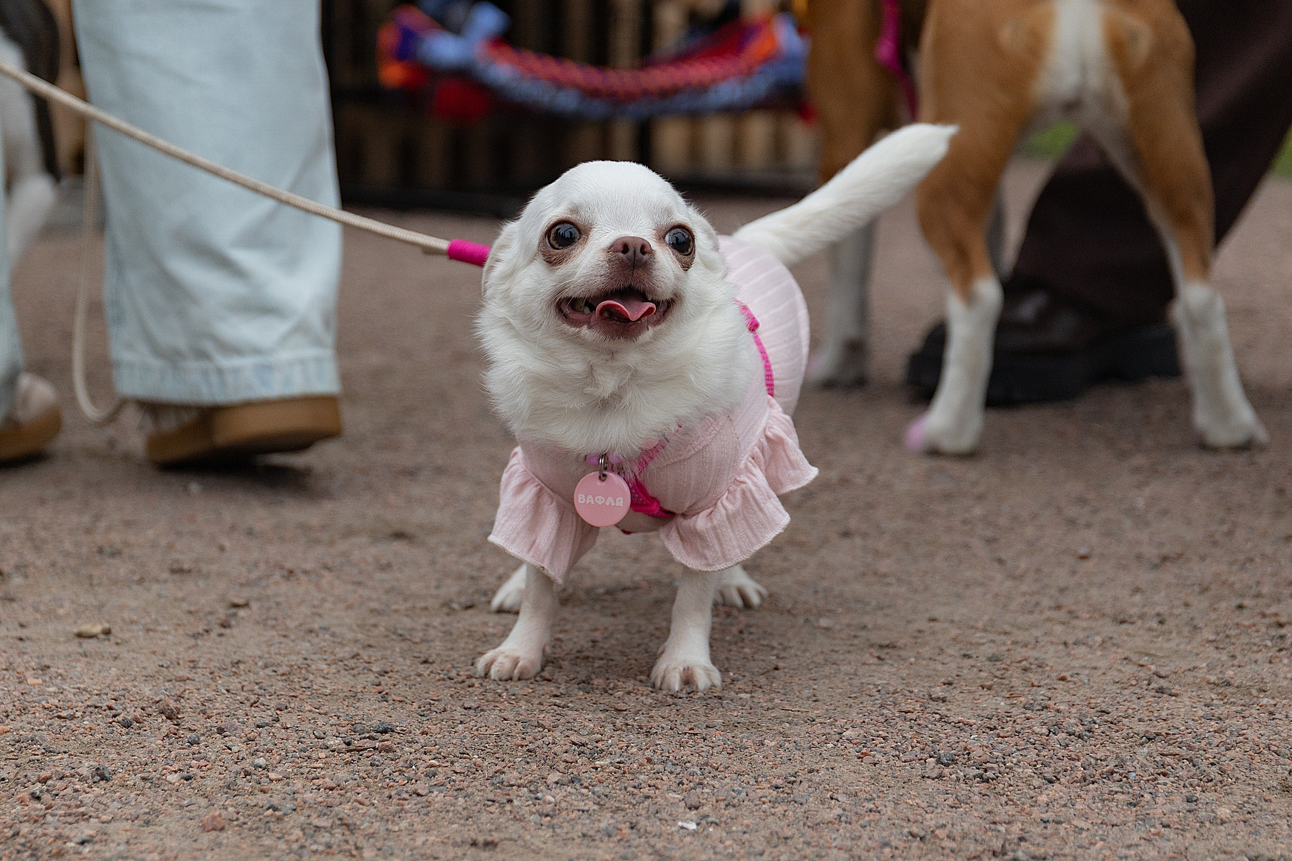 Petshop Days 2026. Репортажный фотограф