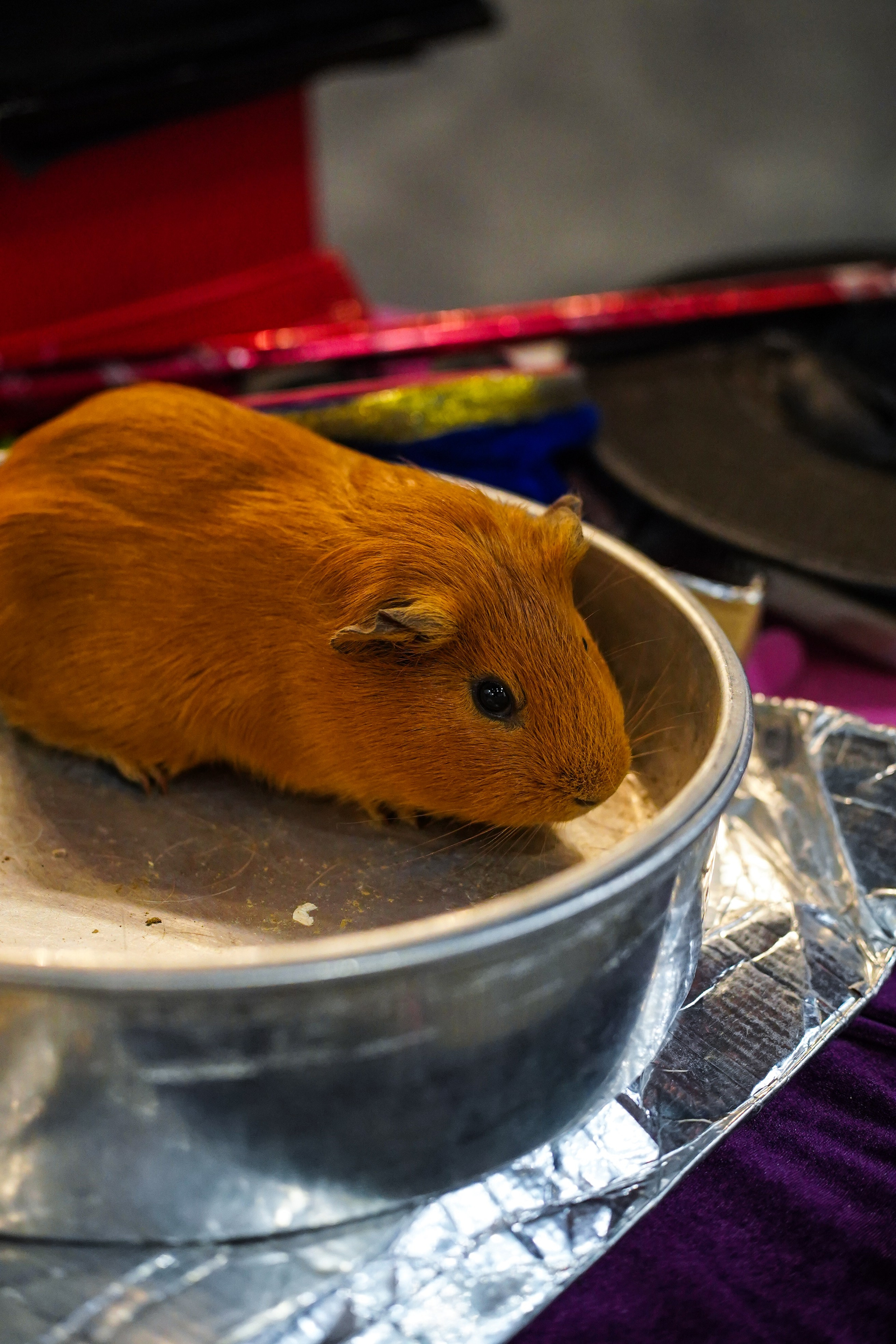 День Рождения Алиса в стране чудес. Фотограф