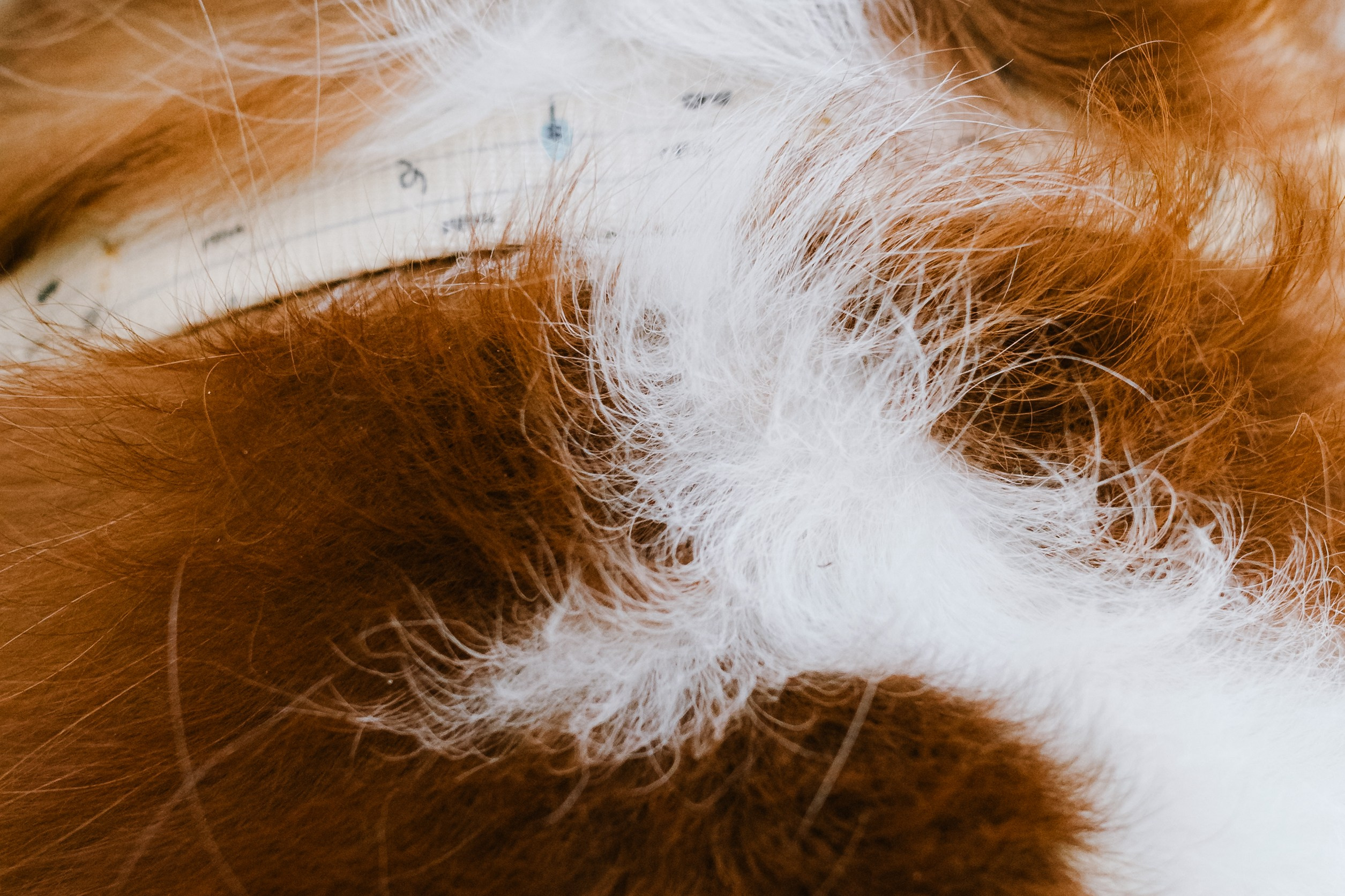 Фотопрогулка на бульваре. Фотограф-анималист Татьяна Степанова