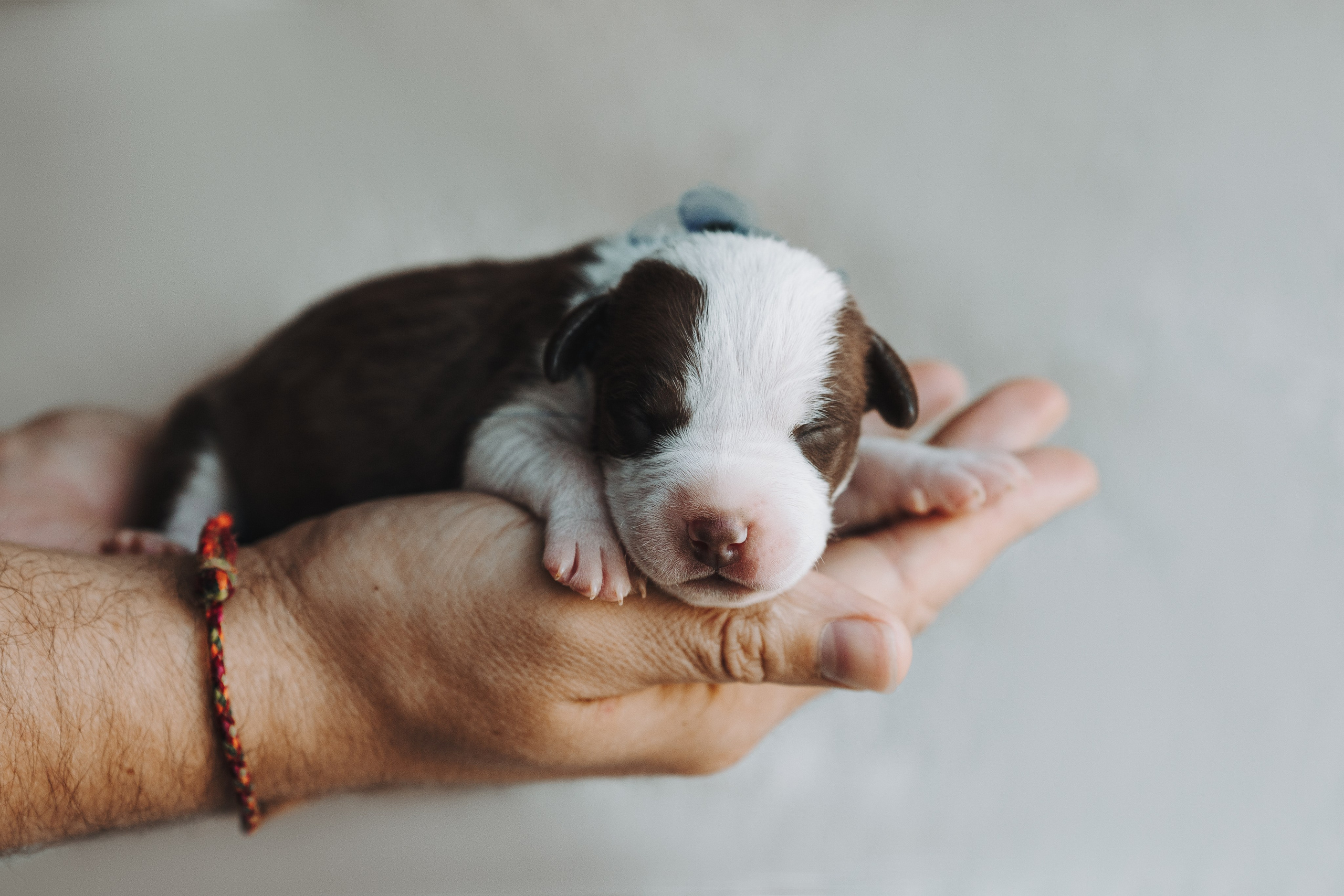 Прайтеры. Фотограф анималист Осипчикова Мария