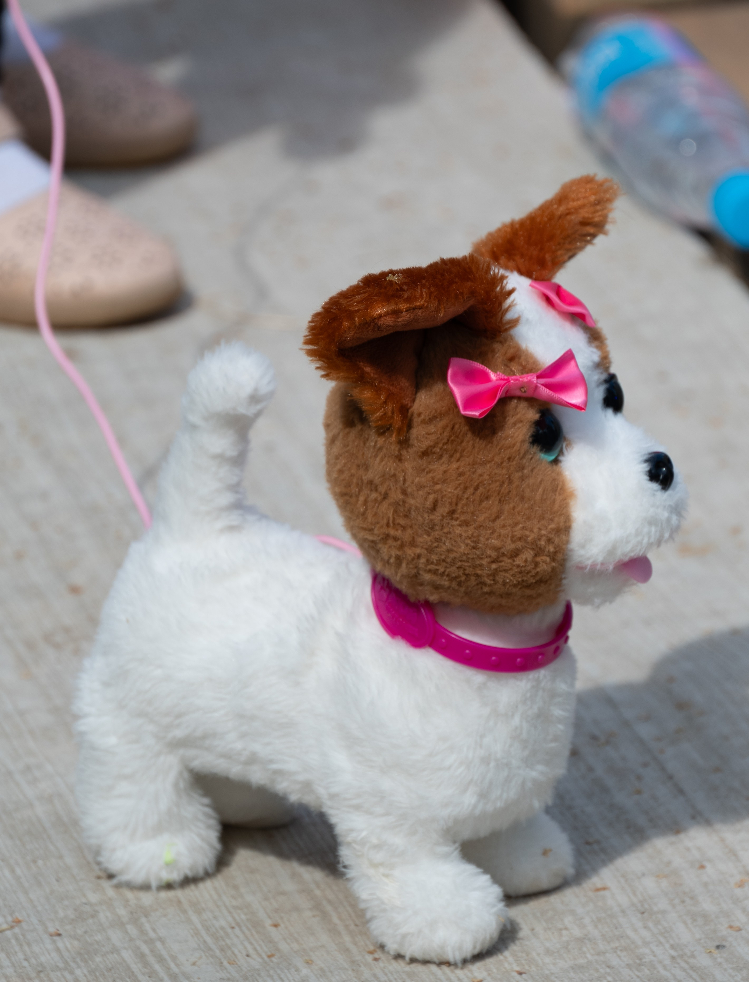 Pets Fest. Юлия Чайко, фотограф в Минске