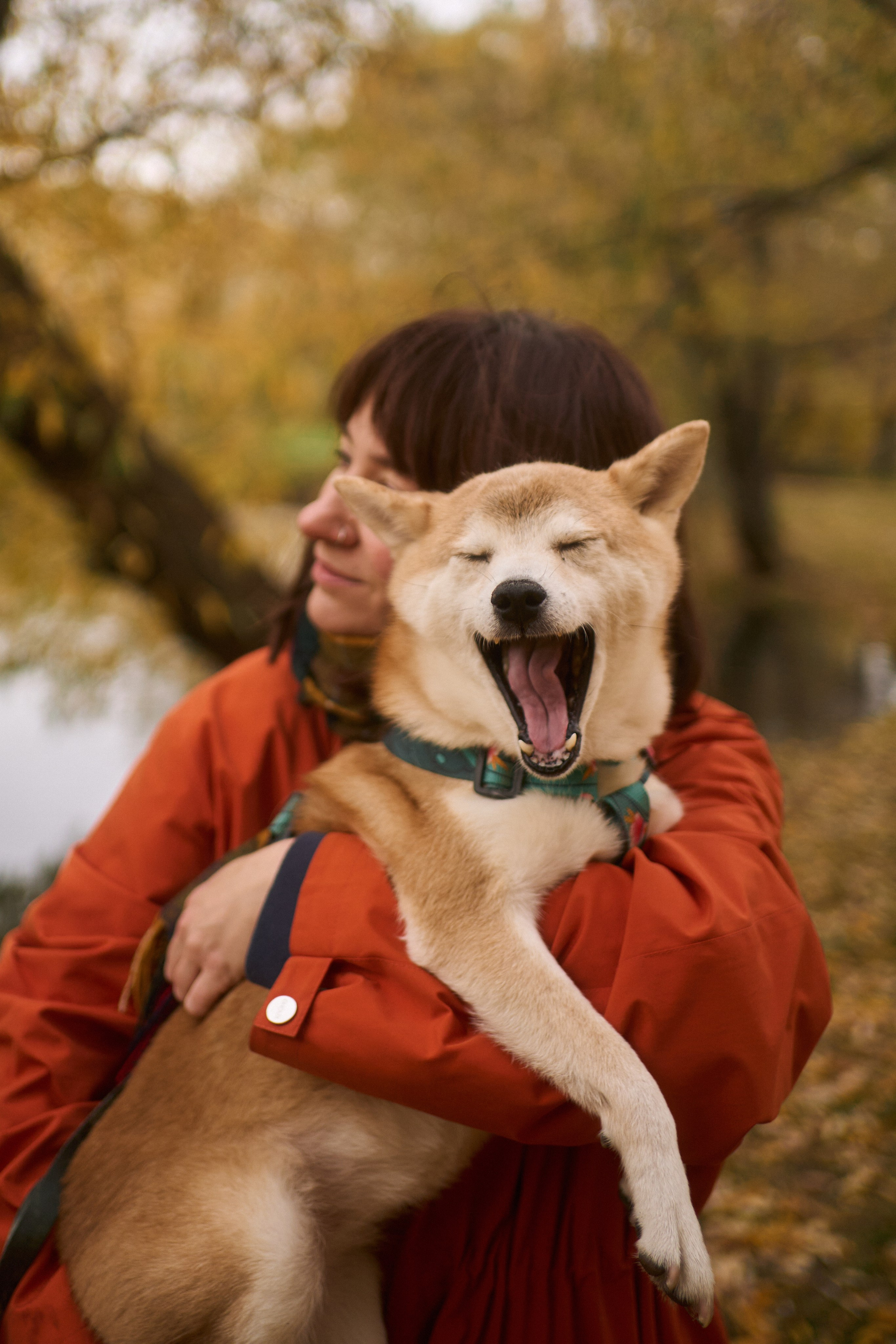 Осенние Уши. Фотограф анималист Москва Дарья