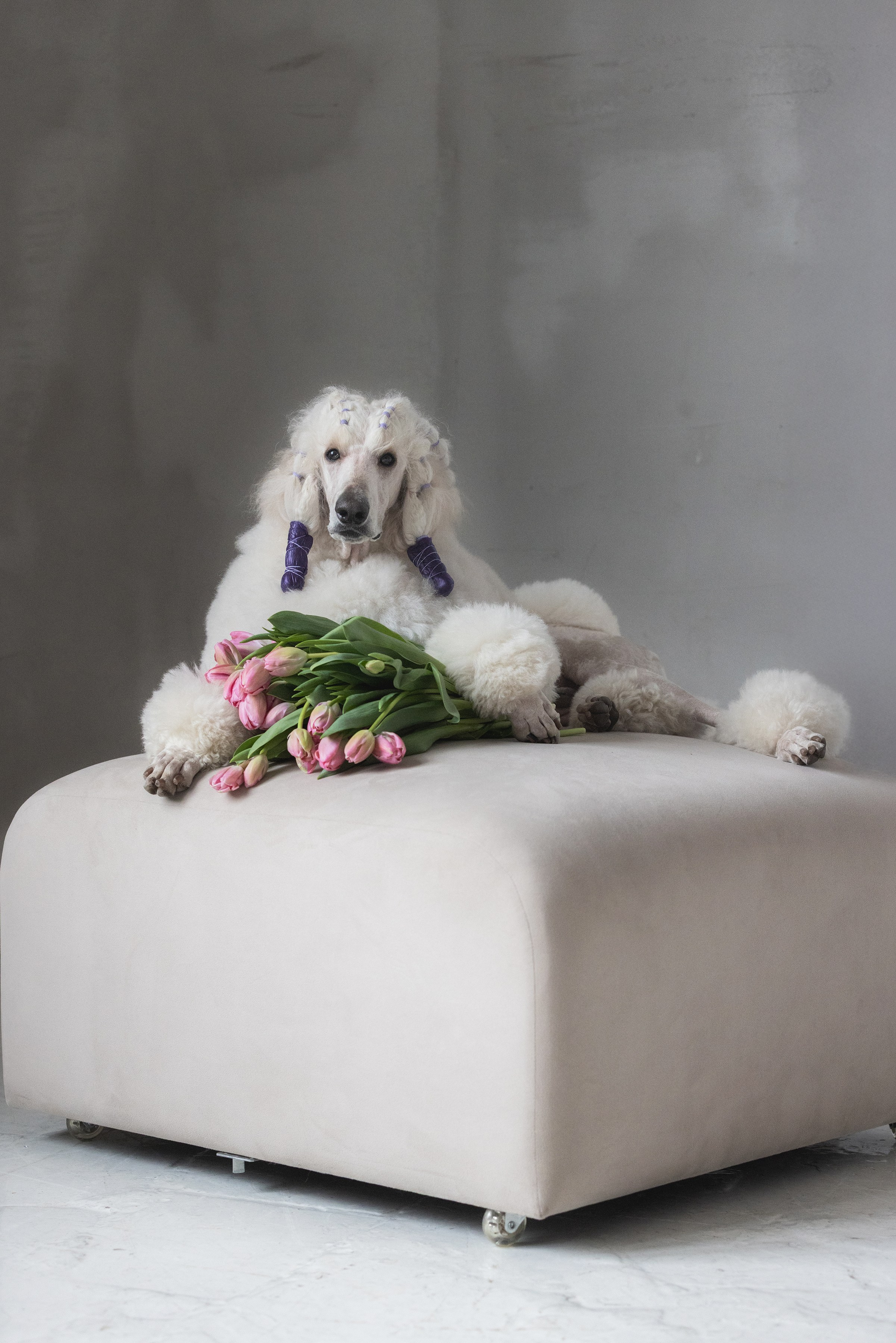 Собаки и не только. Фотограф Алена Звездина