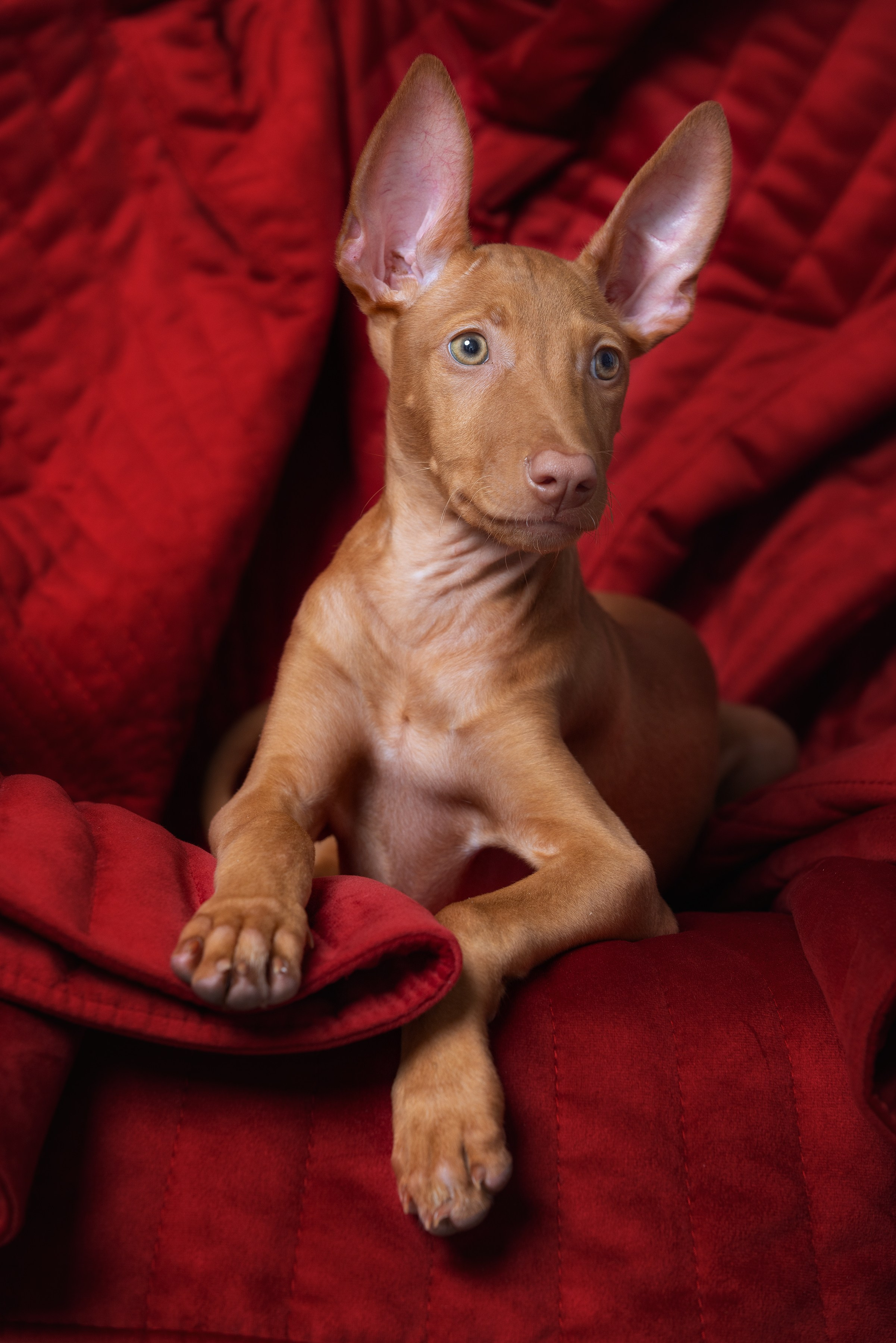 Собаки и не только. Фотограф Алена Звездина