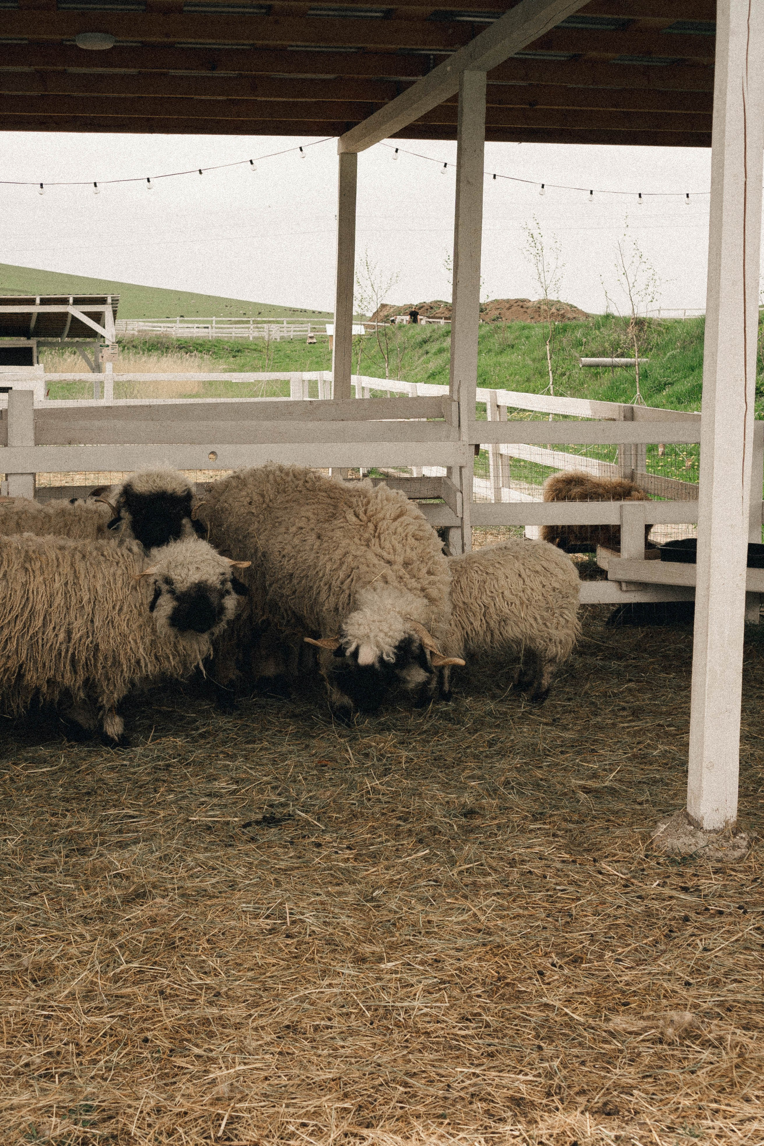 Ферма Альпак. Профессиональный фотограф, Санкт-Петербург — Виктория Богомолова