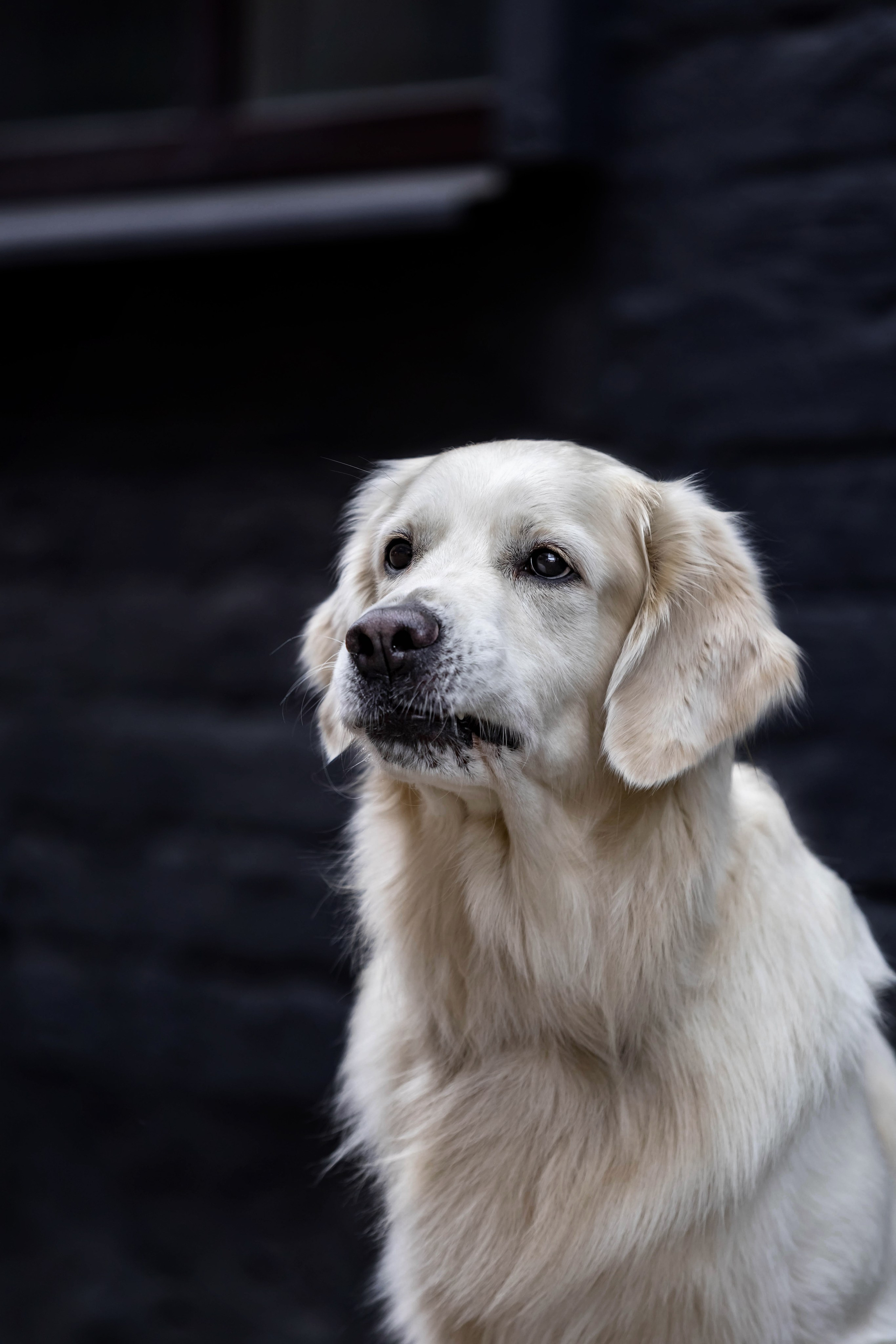 Голден. Https://moshkovaphoto.ru/