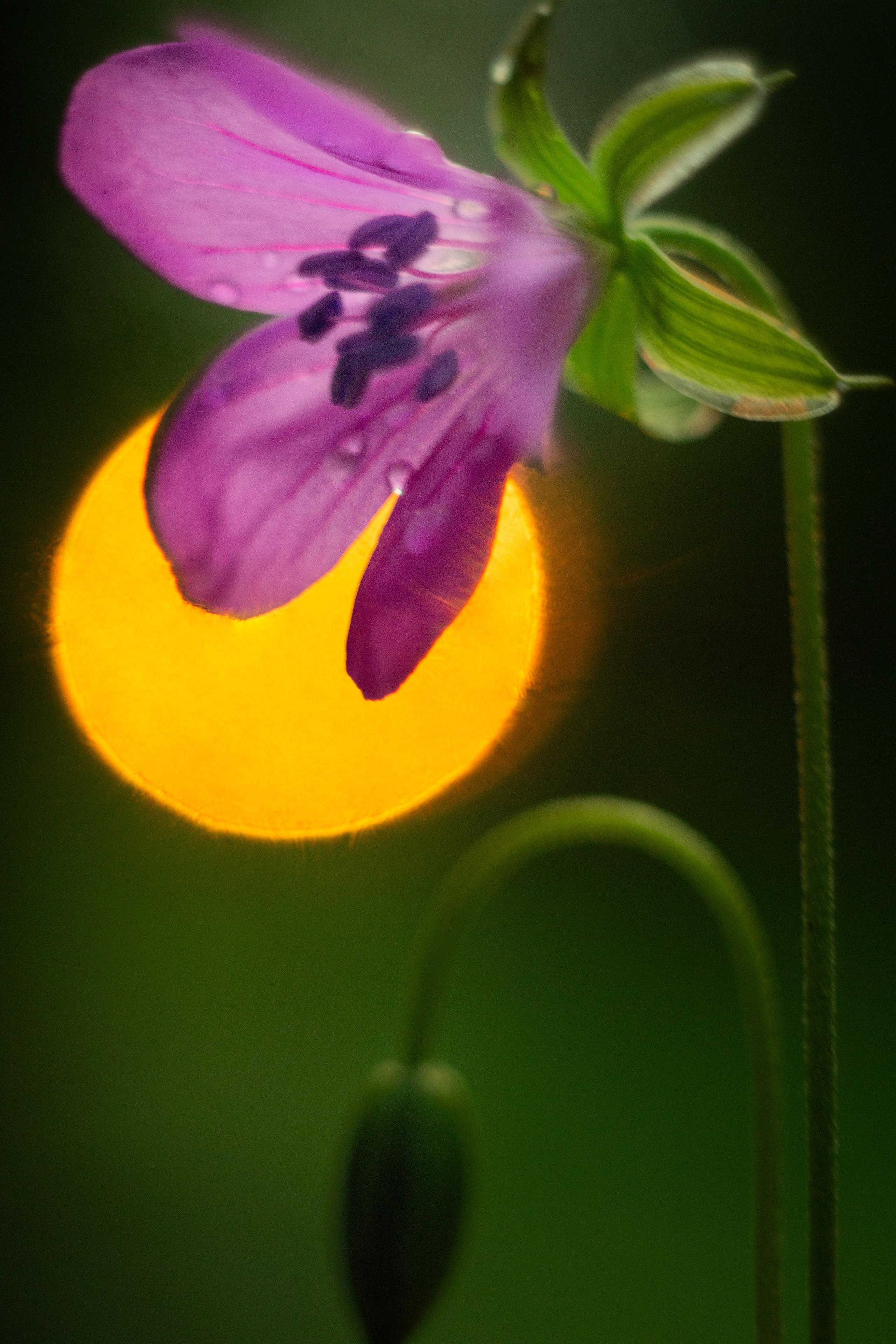 Макро. Фотограф Лагутин Анатолий