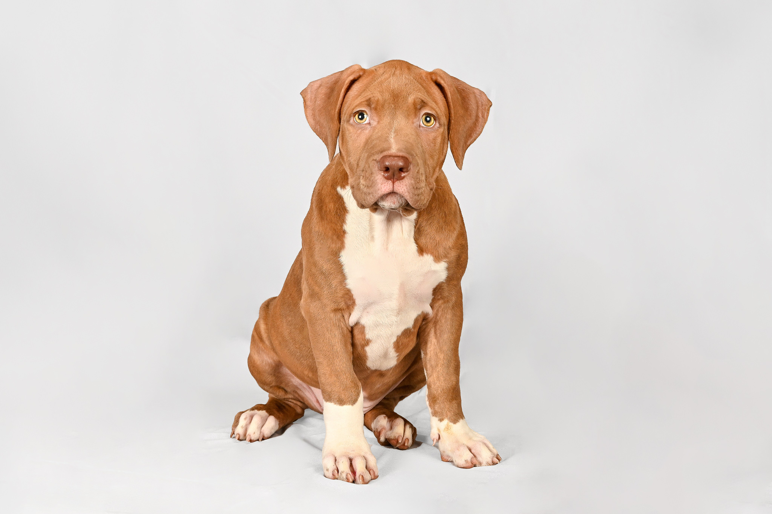 Питомцы. Экспресс-портрет, фото для сайтов и соцсетей