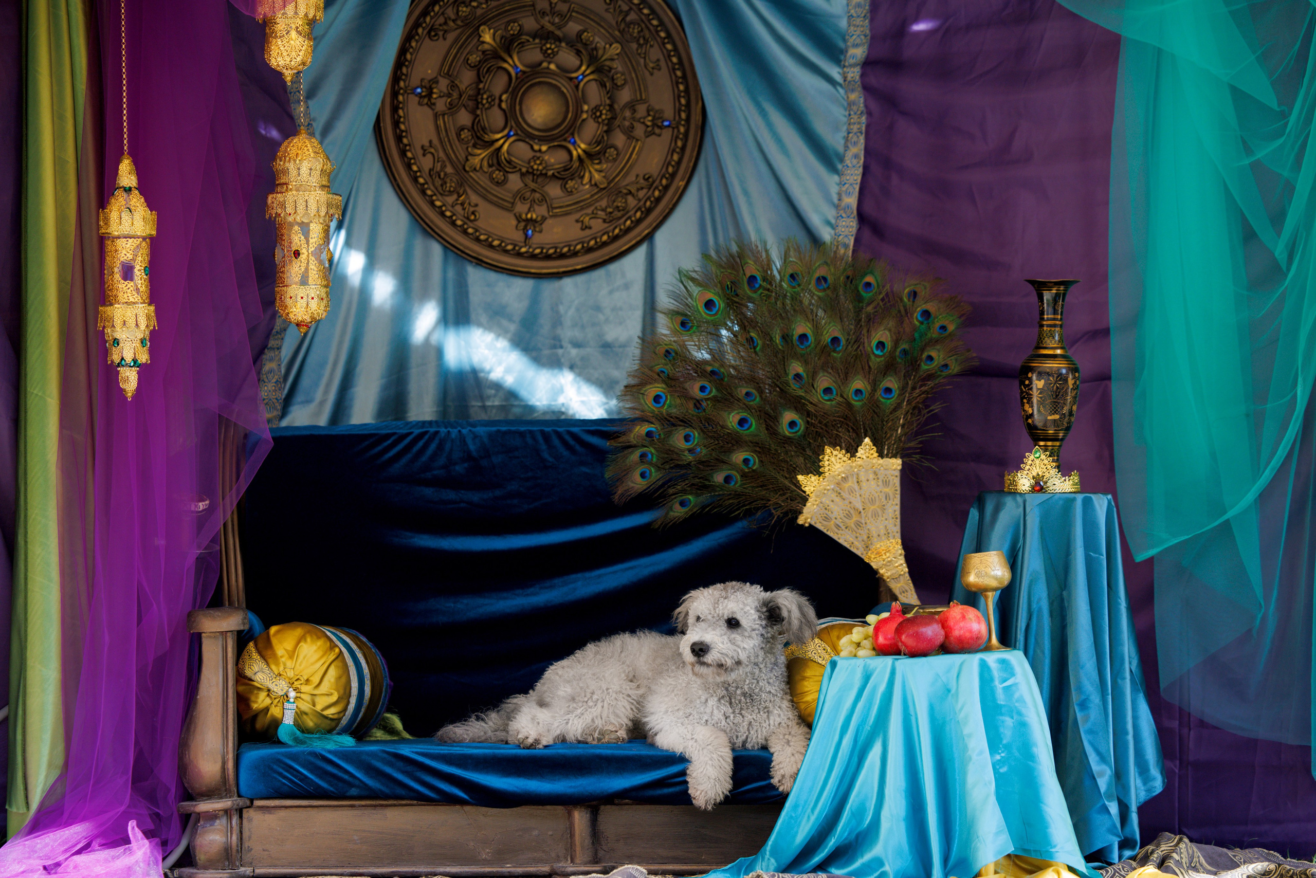 Ташкент 3хCACIB 3-5.10.2025. Фотограф-анималист Юлия Германика