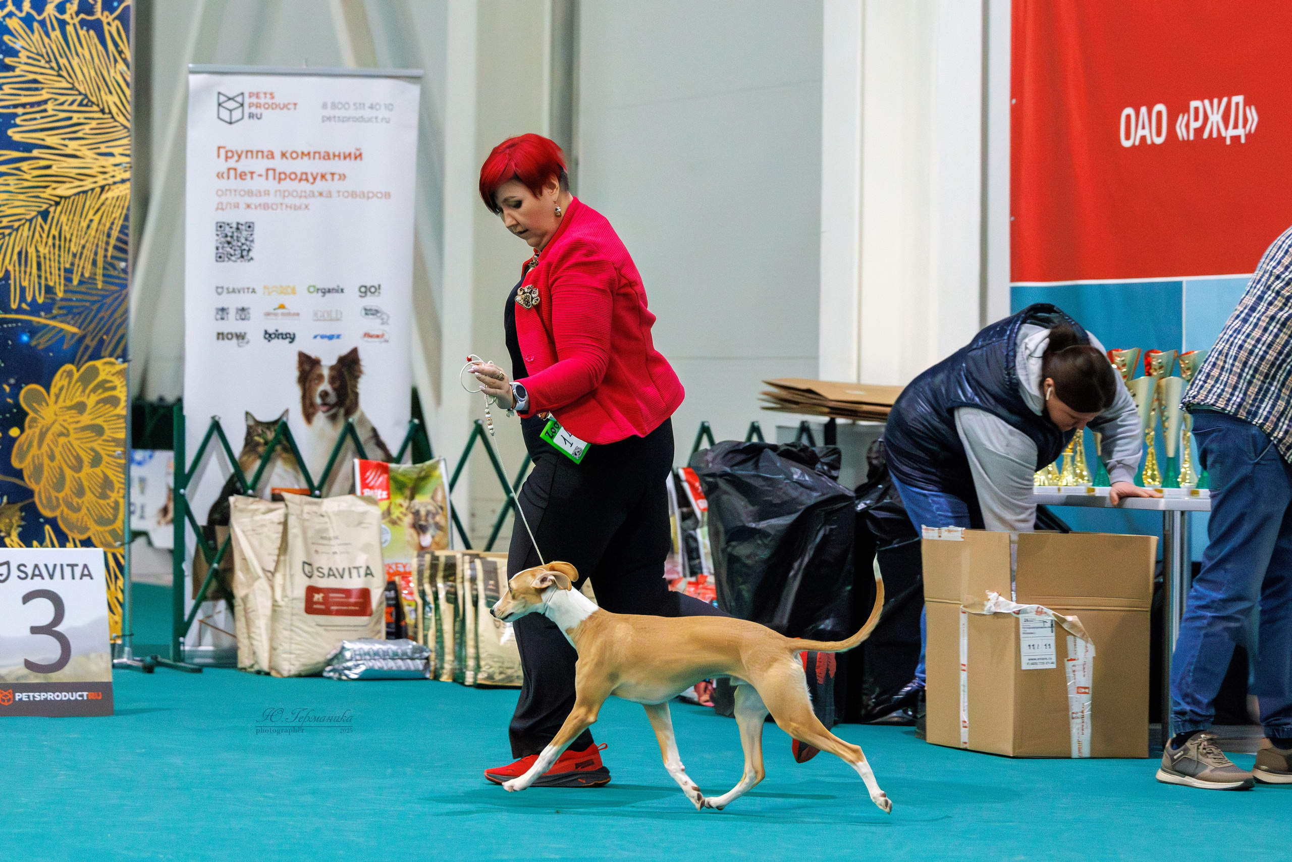 Питер ротвейлеры 18.01,Крокус 19.01.2025. Фотограф-анималист Юлия Германика