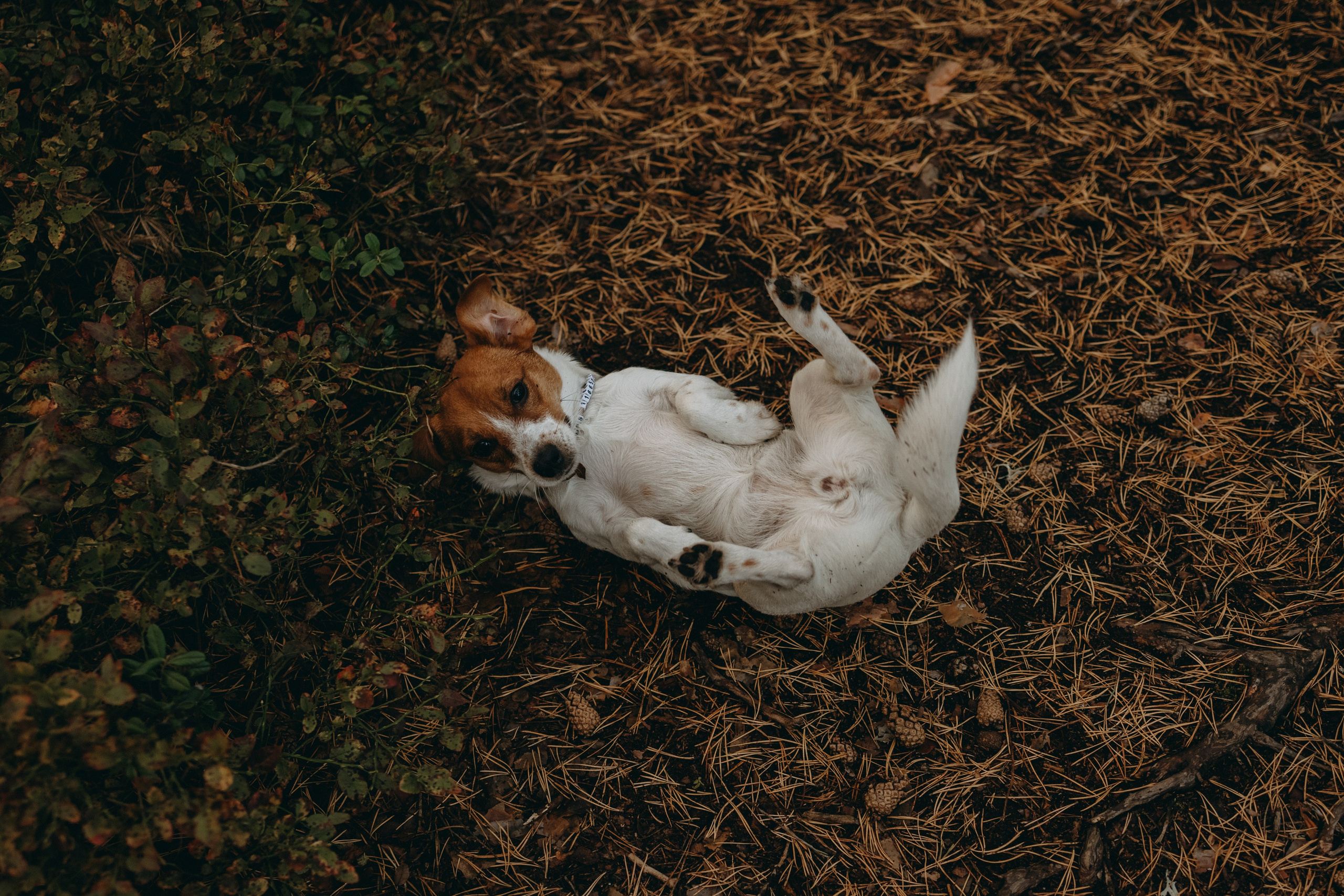 Лея и ее семья. Фотограф — Анималист | Санкт-Петербург