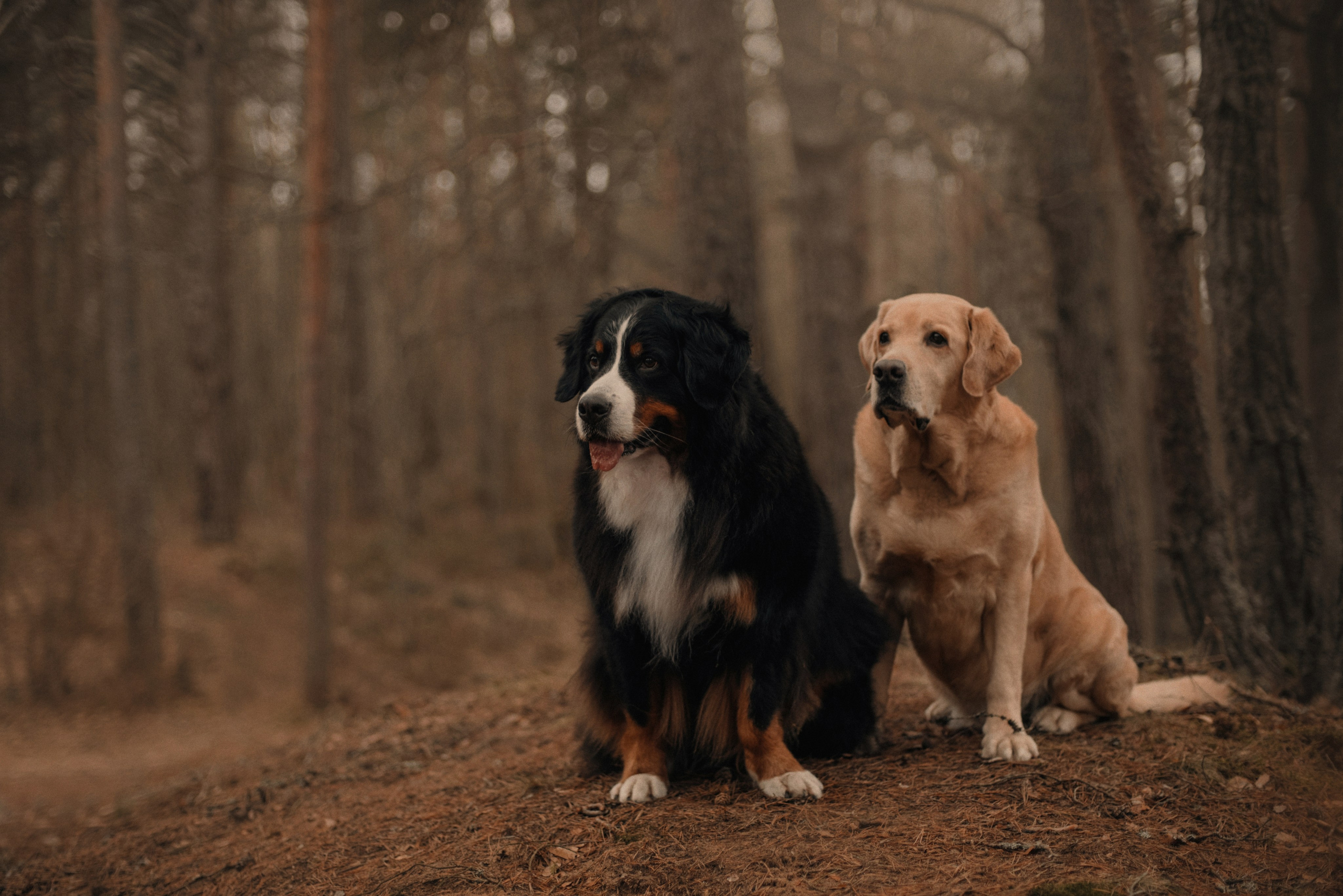 Прогулка: берн Пума, Фрэнк и Юля в Питере. Портфолио