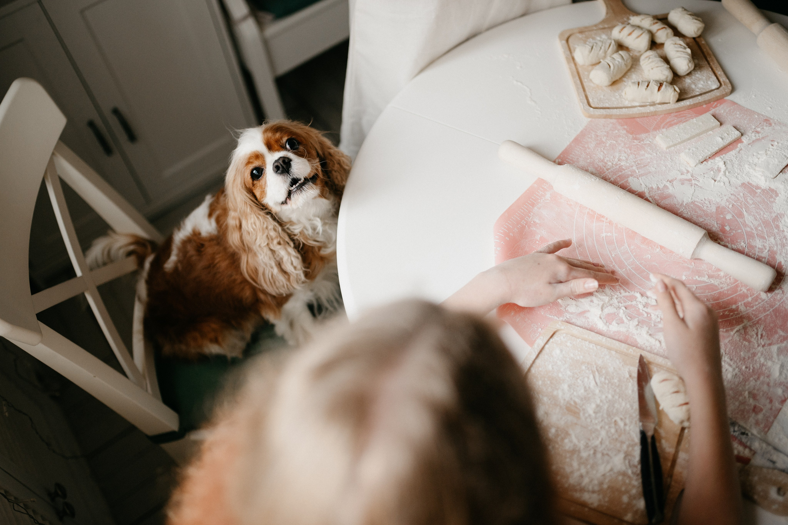 Даша, Диана, Дебби и маленькая крыска. Фотограф анималист в Москве Ольга Агушева