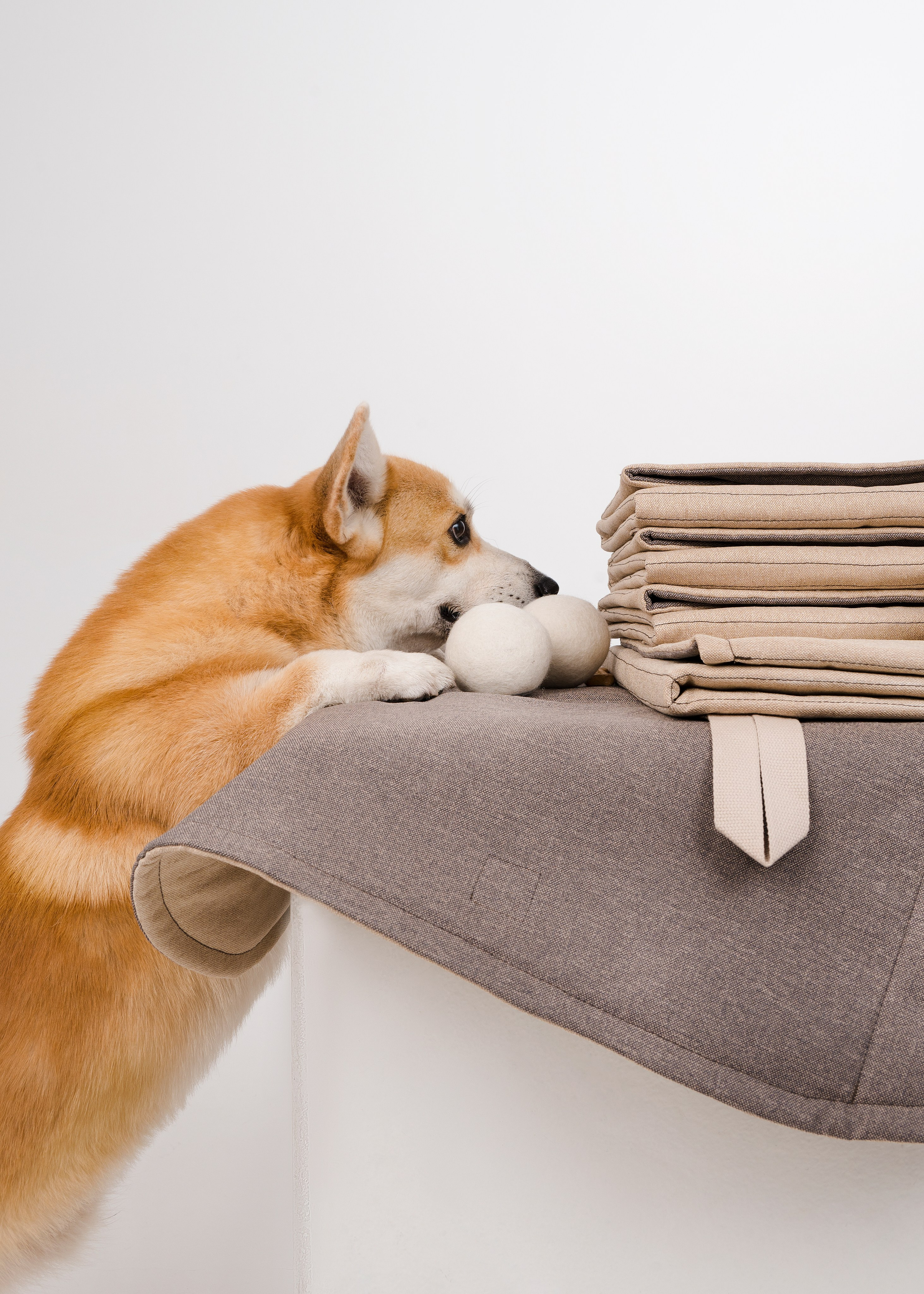 Bow-Wow. Фотограф- анималист Александра Матвеева