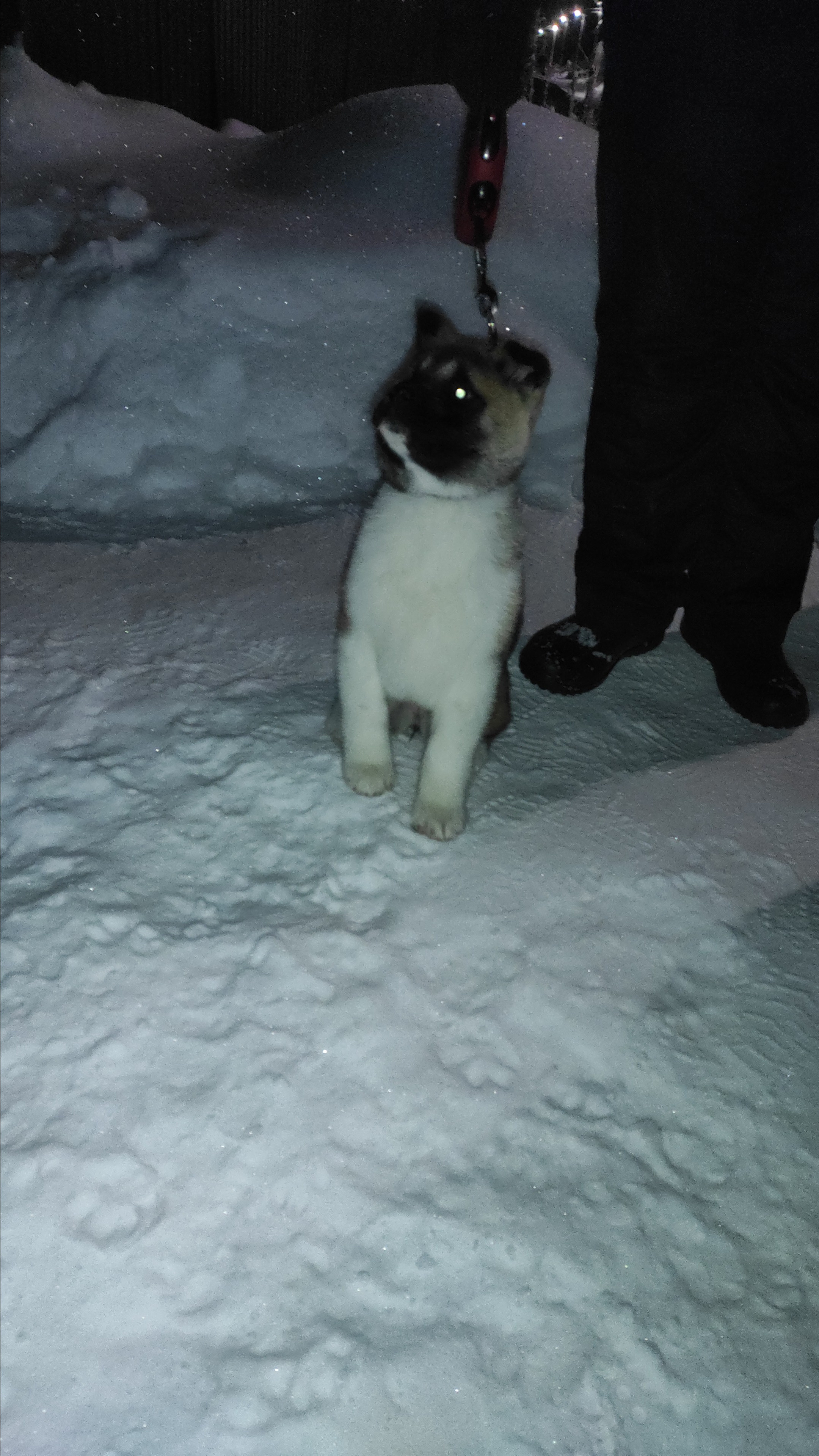 RUBYLIGHT MOLNIYA, Дата рождения 03.10.2021Мама DANCING QUEEN Папа NATIVEBEAR LEGION MAN , щенки Американская Акита RUBYLIGHT питомник Санкт-Петербург