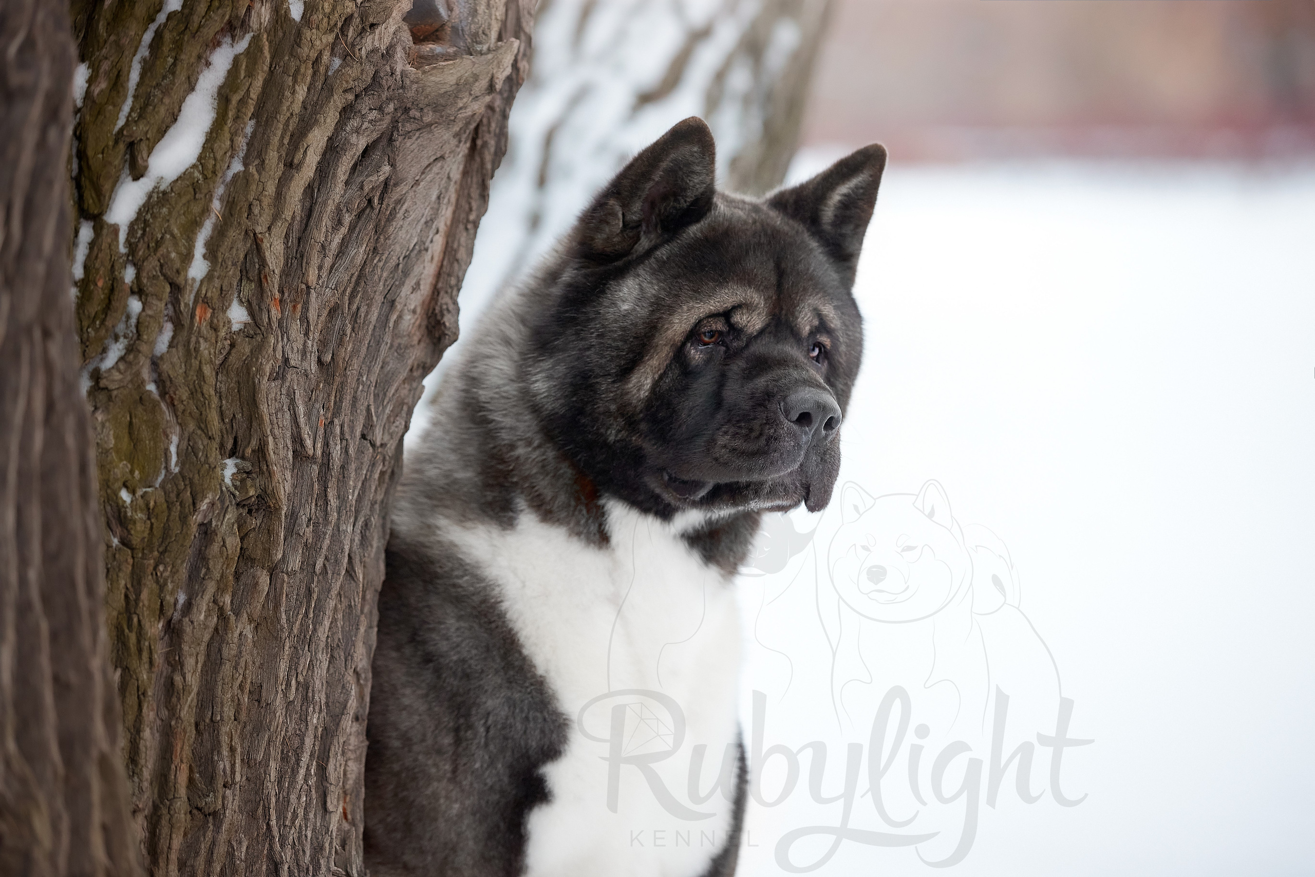 МЭР * Alter Real Mercury американская акита рубилайт rubylight акита вязка щенки