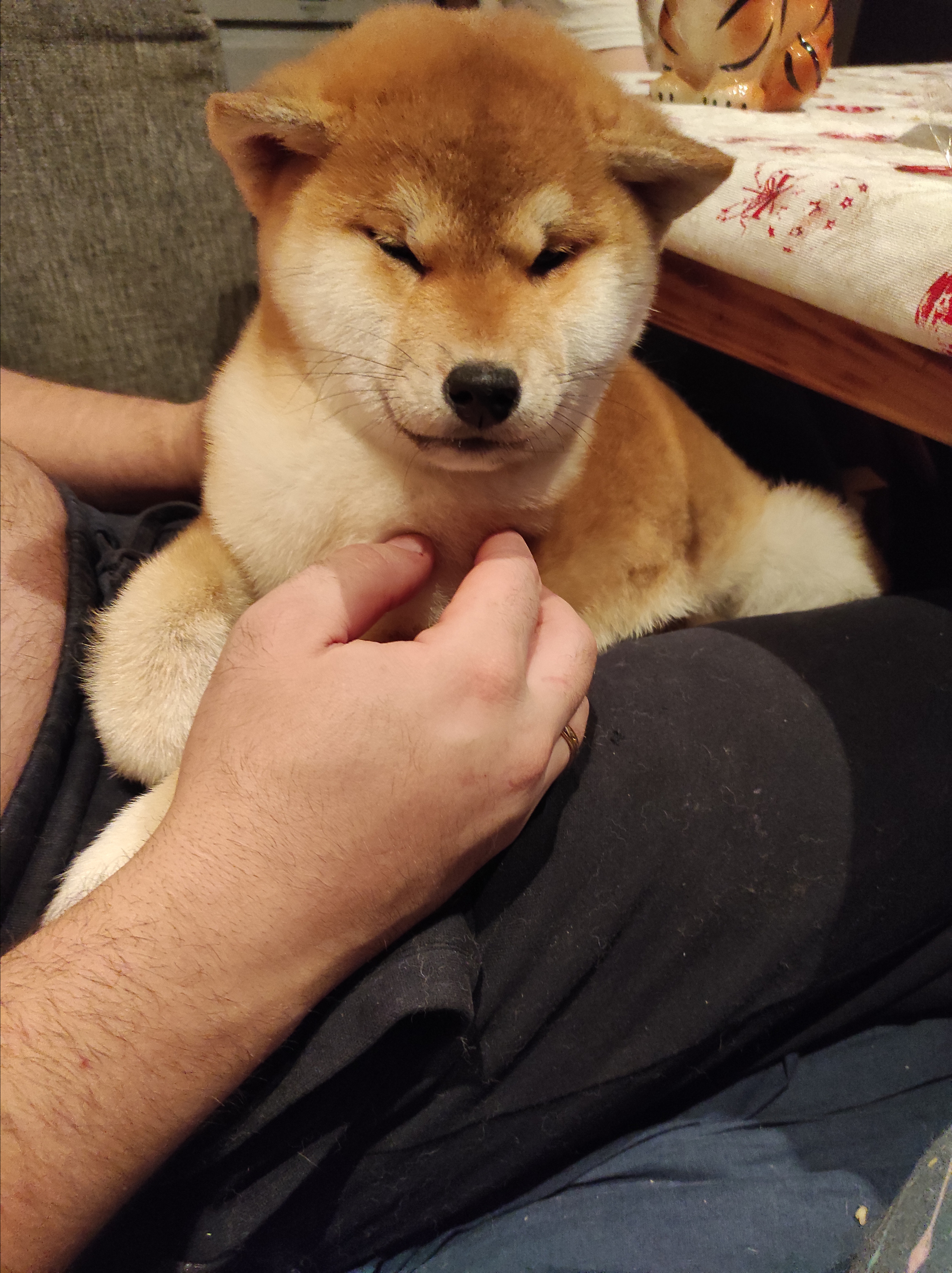 Сиба питомник RUBYLIGHT. Американская акита I Сиба ину I Питомник RUBYLIGHT